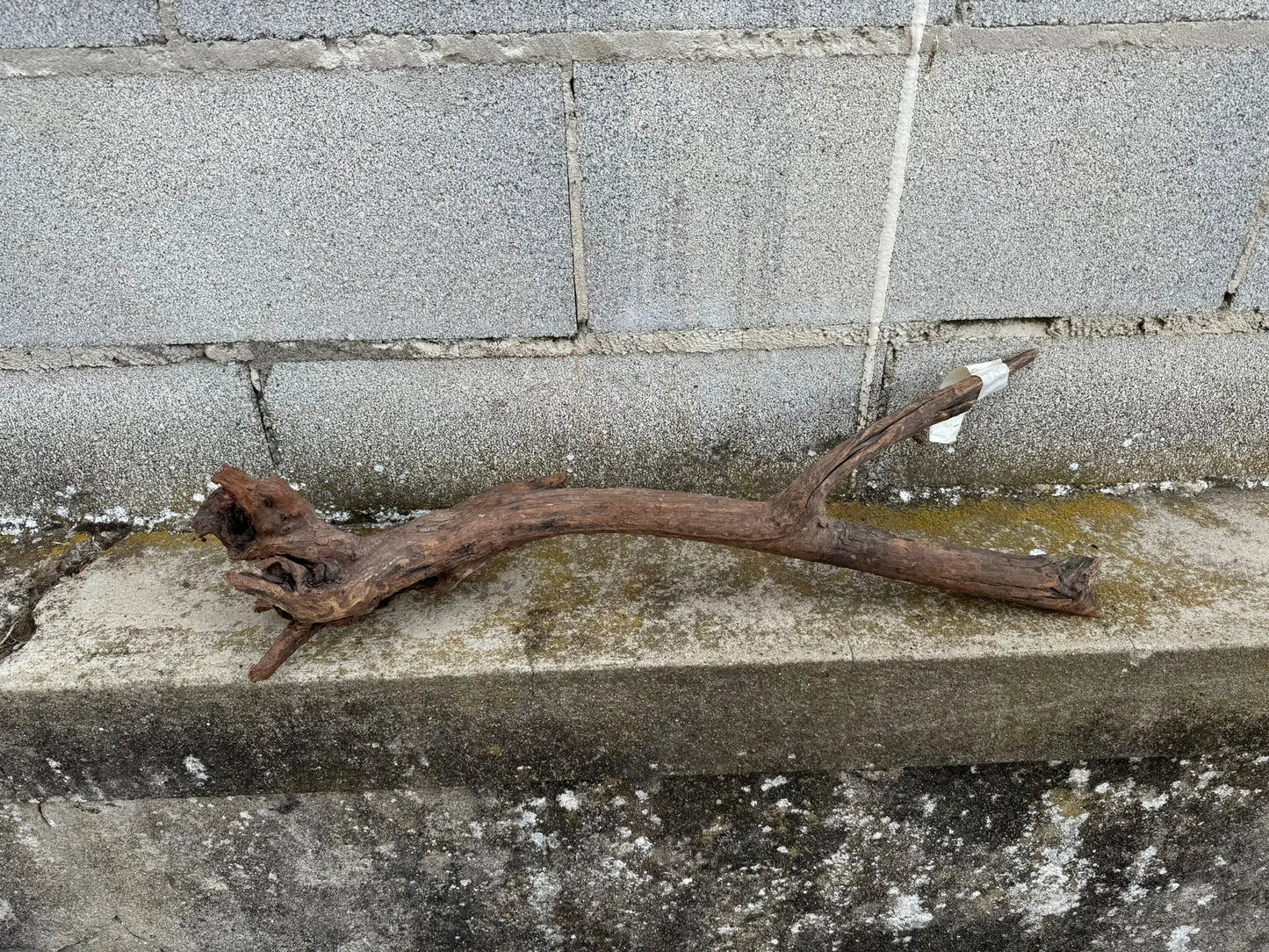 Dragon Wood - 28*24*34 AQPET