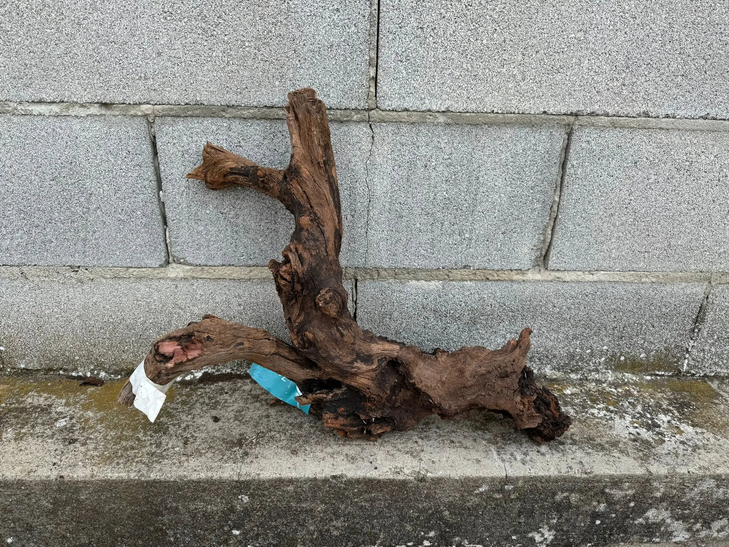 Drift Wood - 55*15*40 AQPET