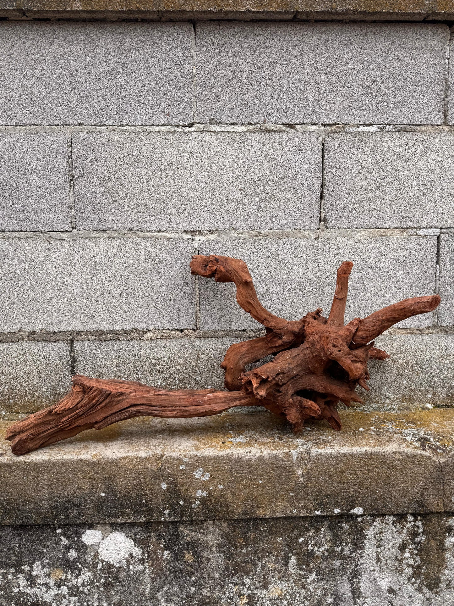 Drift Wood - 75*21*34 - cod.034 AQPET