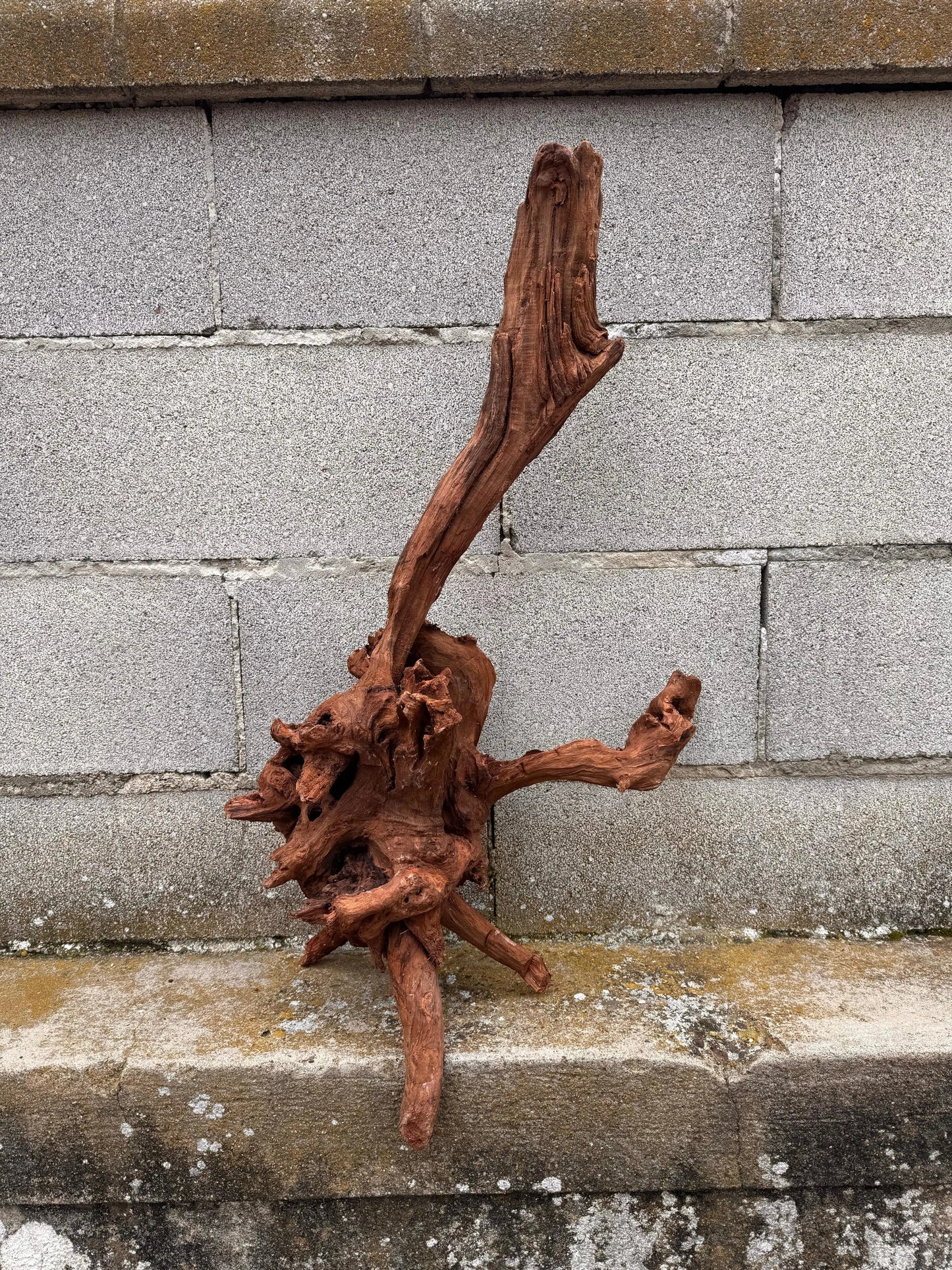 Drift Wood - 75*21*34 - cod.034 AQPET