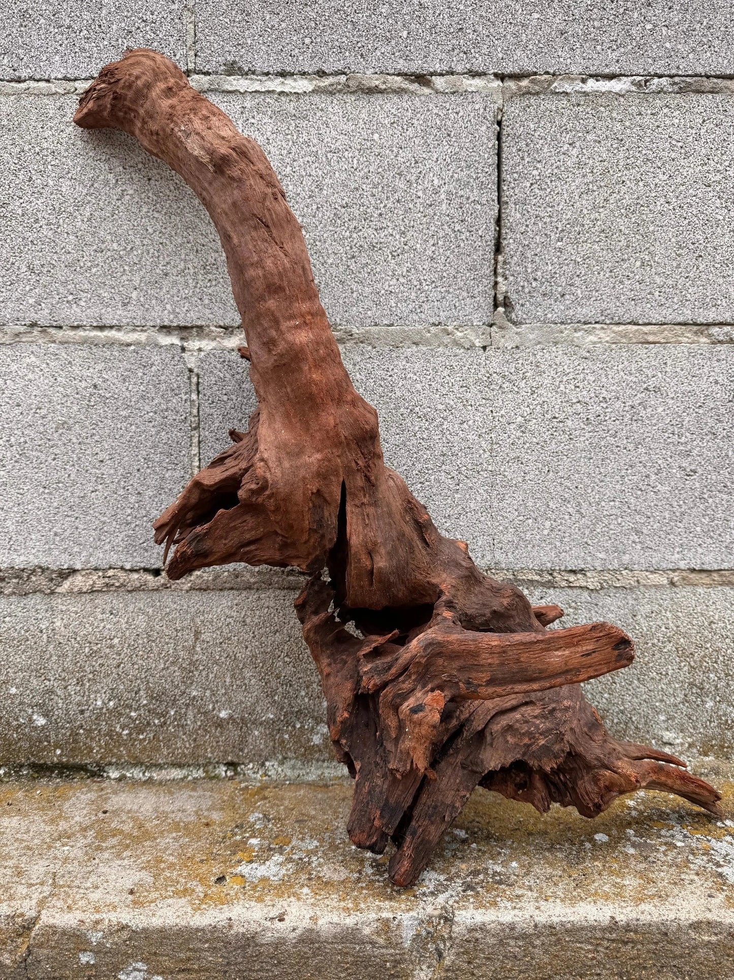 Drift Wood - 53*26*57 - cod.036 AQPET