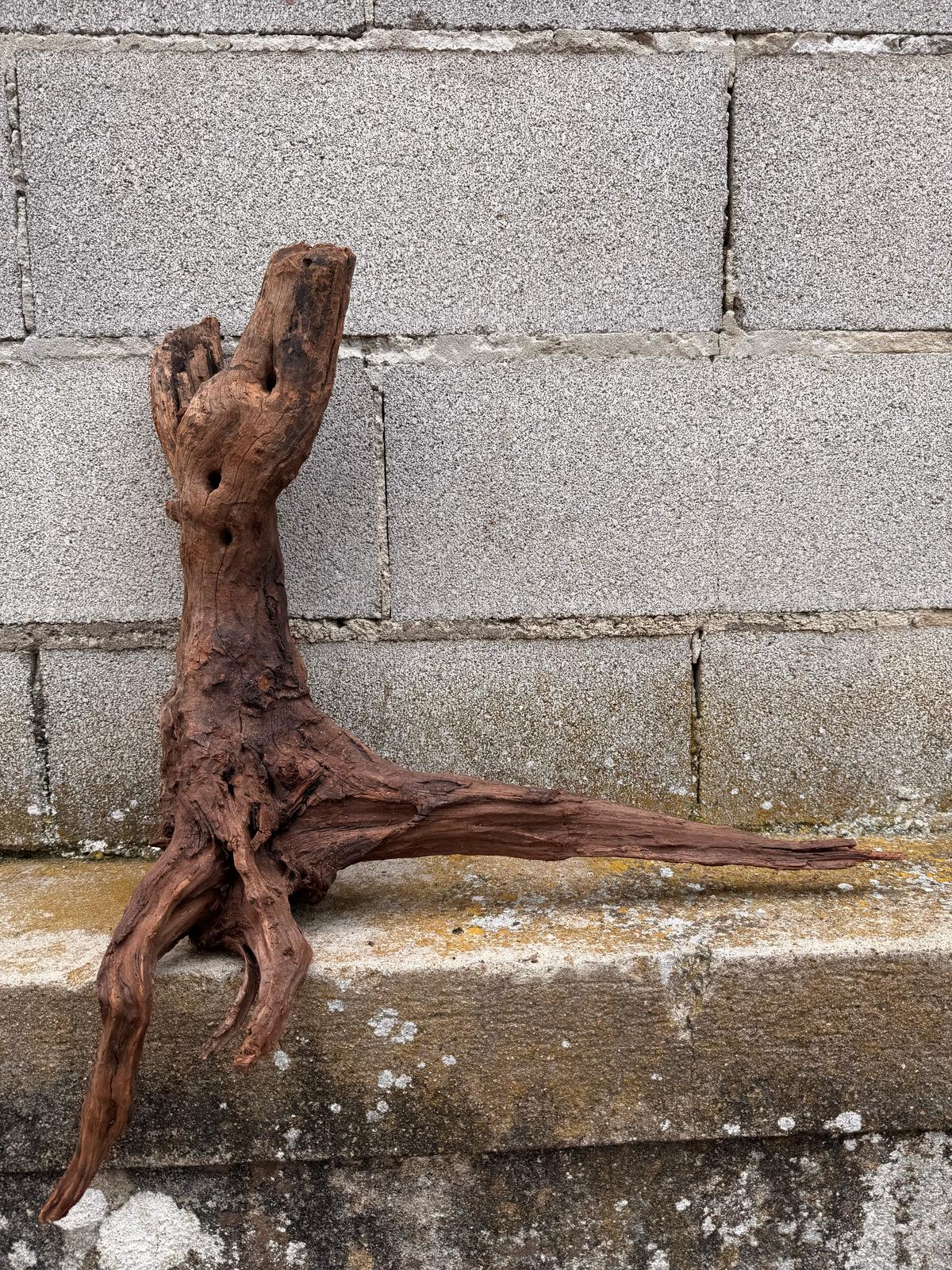 Drift Wood - 53*26*57 - cod.036 AQPET
