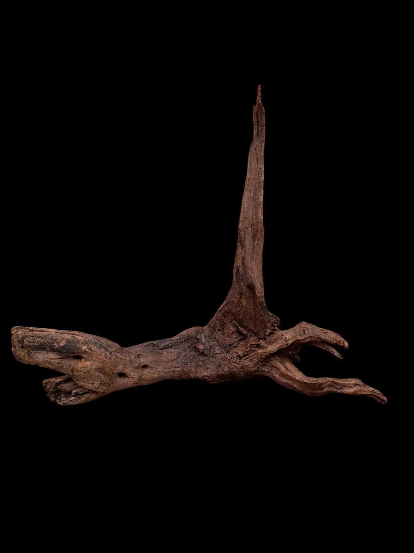 Drift Wood - 53*26*57 - cod.036 AQPET