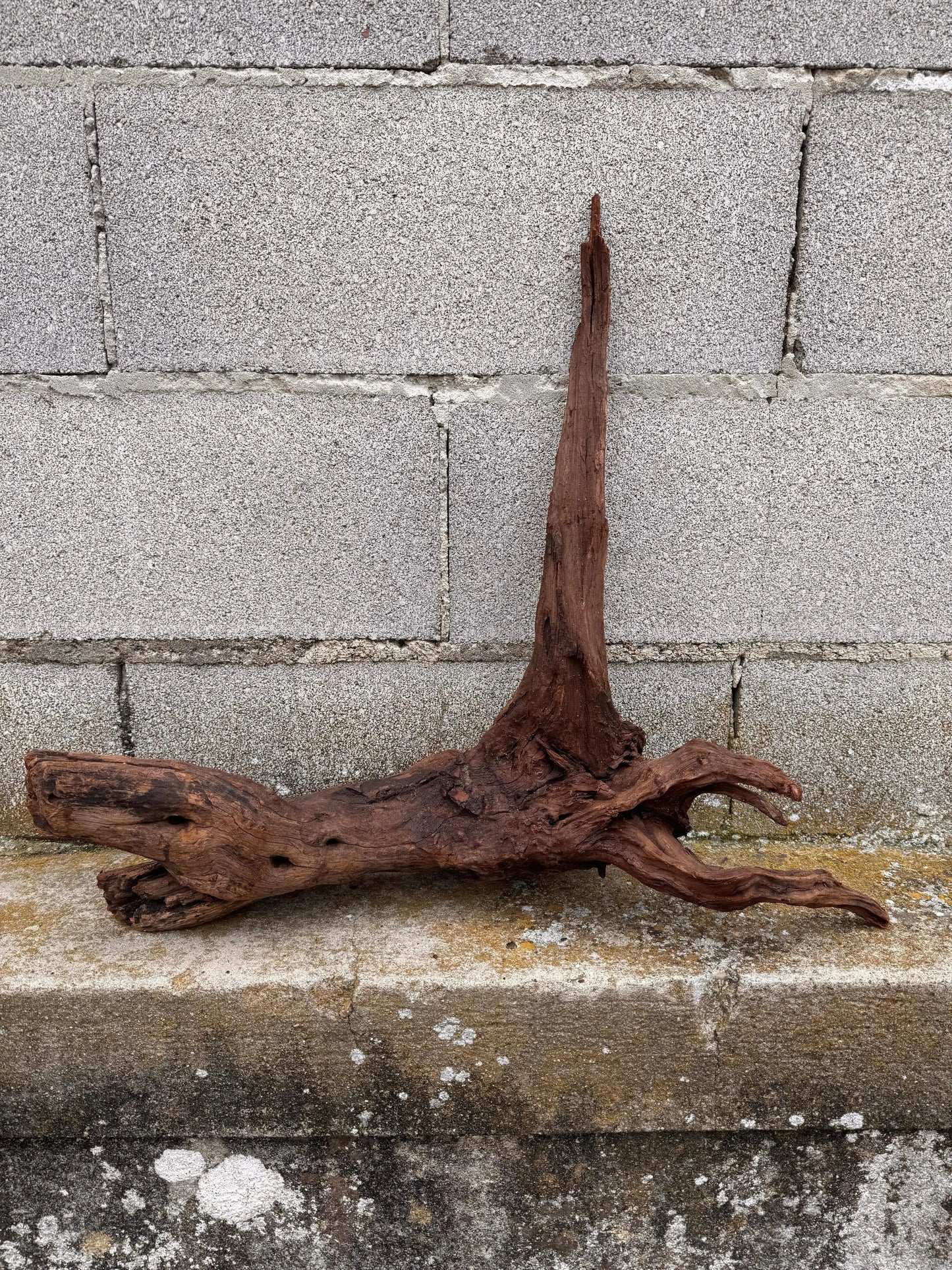 Drift Wood - 53*26*57 - cod.036 AQPET