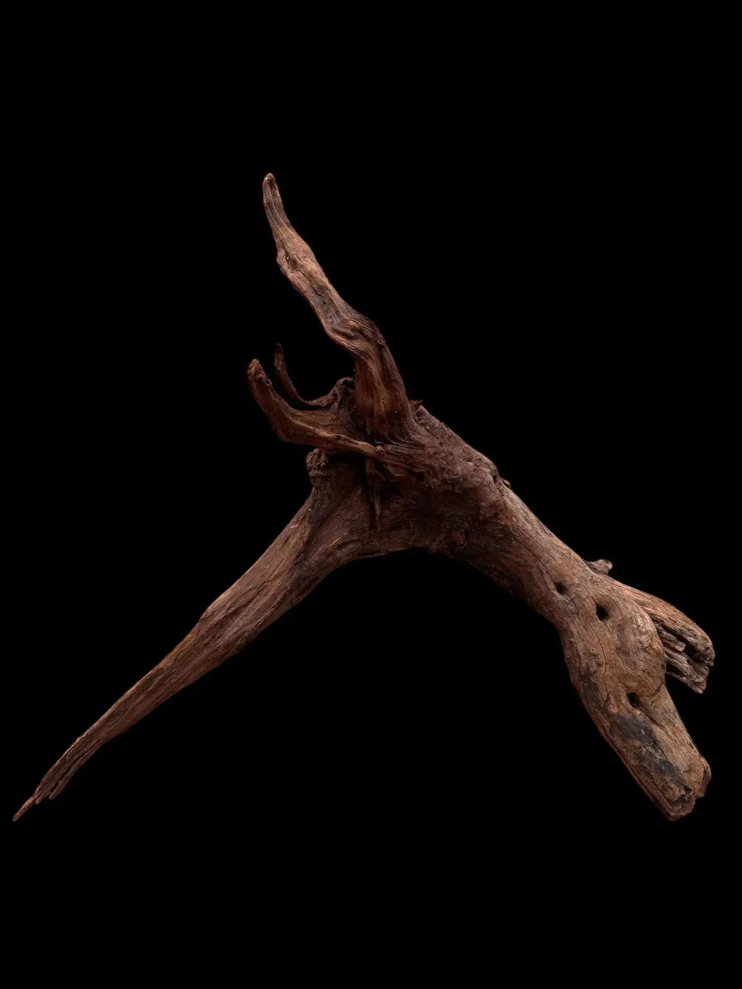 Drift Wood - 53*26*57 - cod.036 AQPET