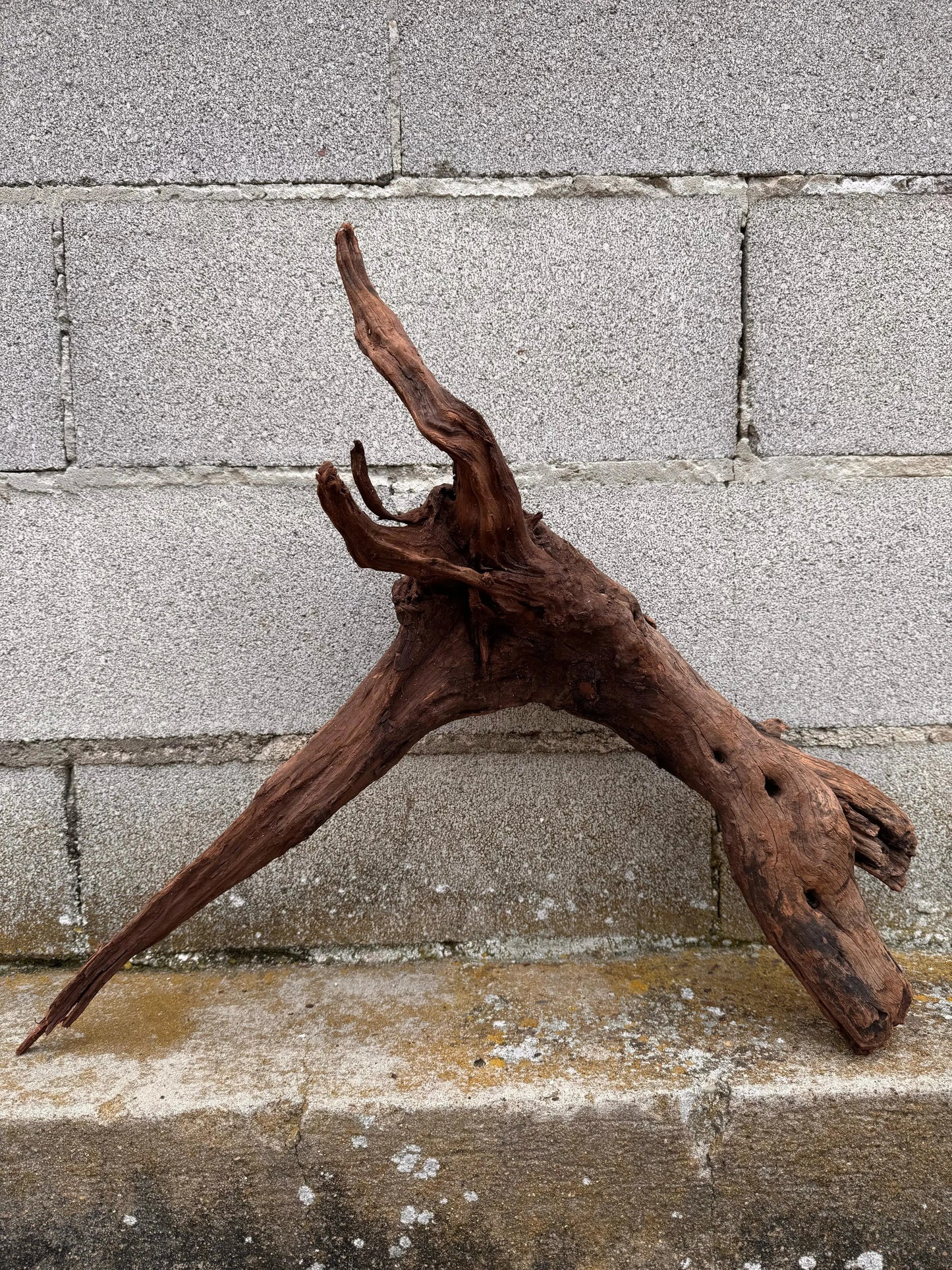 Drift Wood - 53*26*57 - cod.036 AQPET