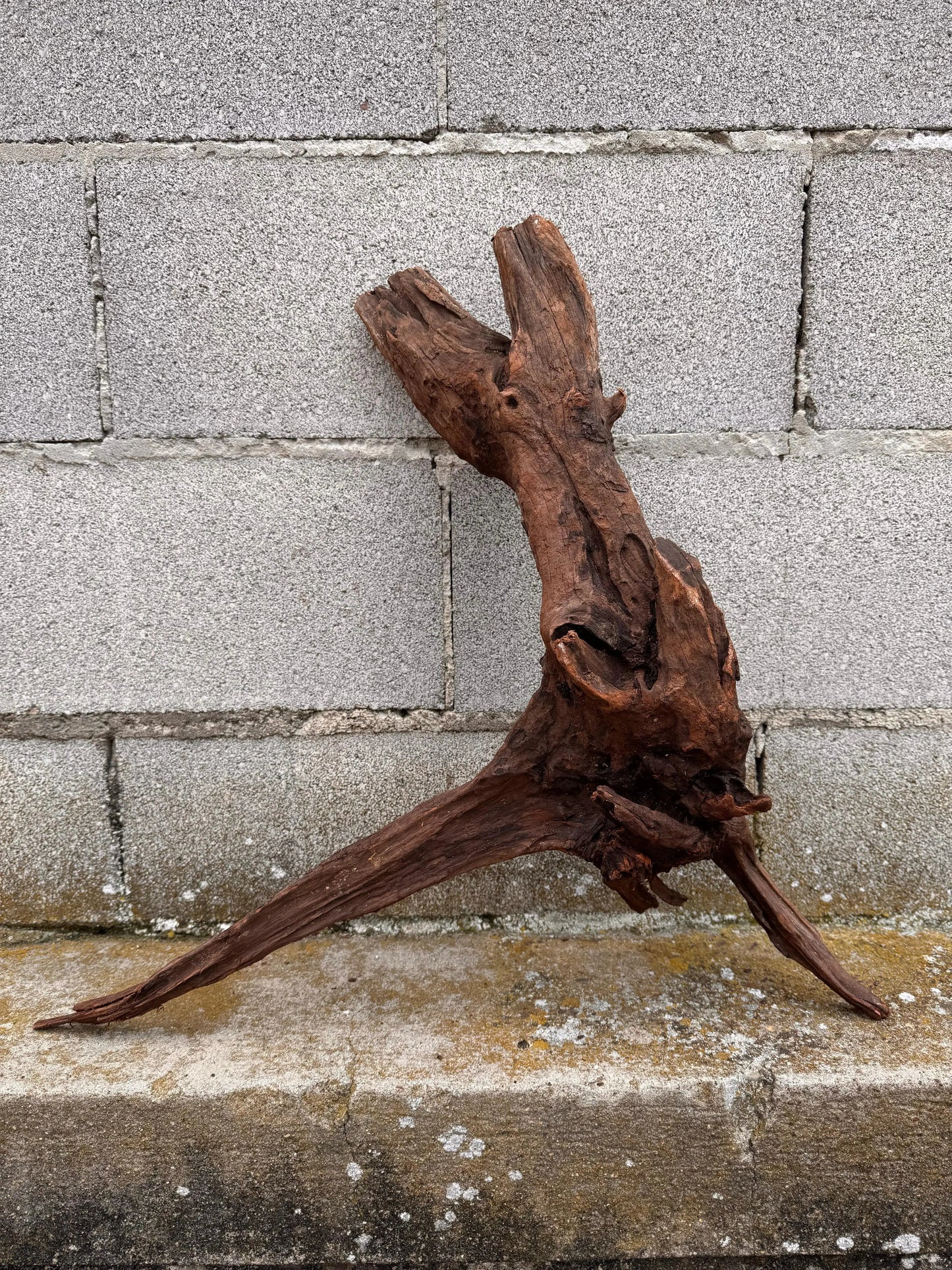Drift Wood - 53*26*57 - cod.036 AQPET