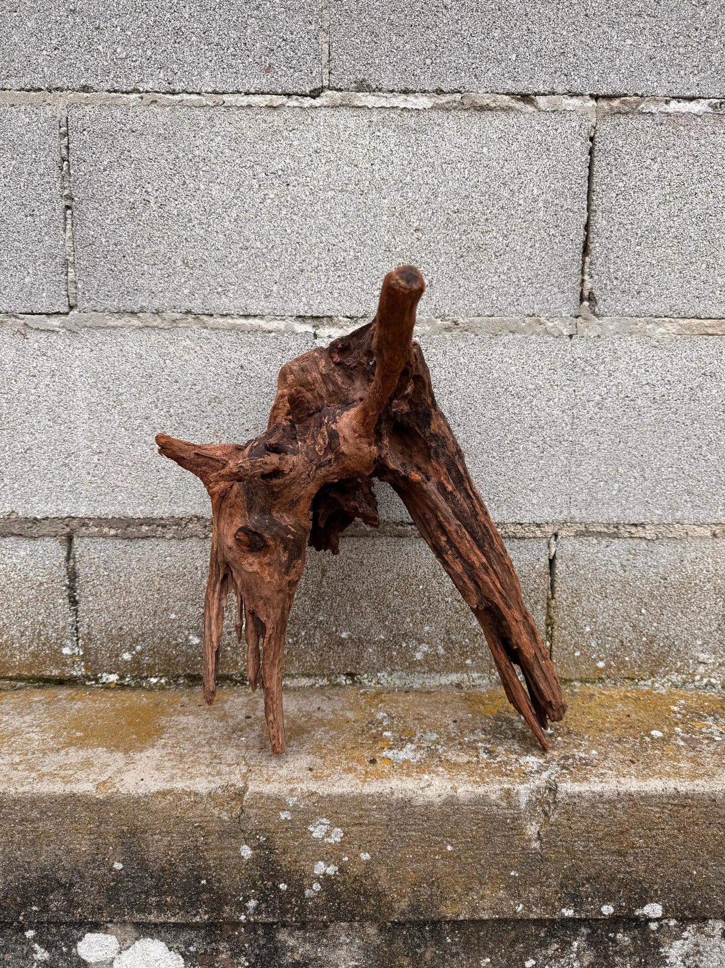 Drift Wood - 36*29*37 - cod.037 AQPET