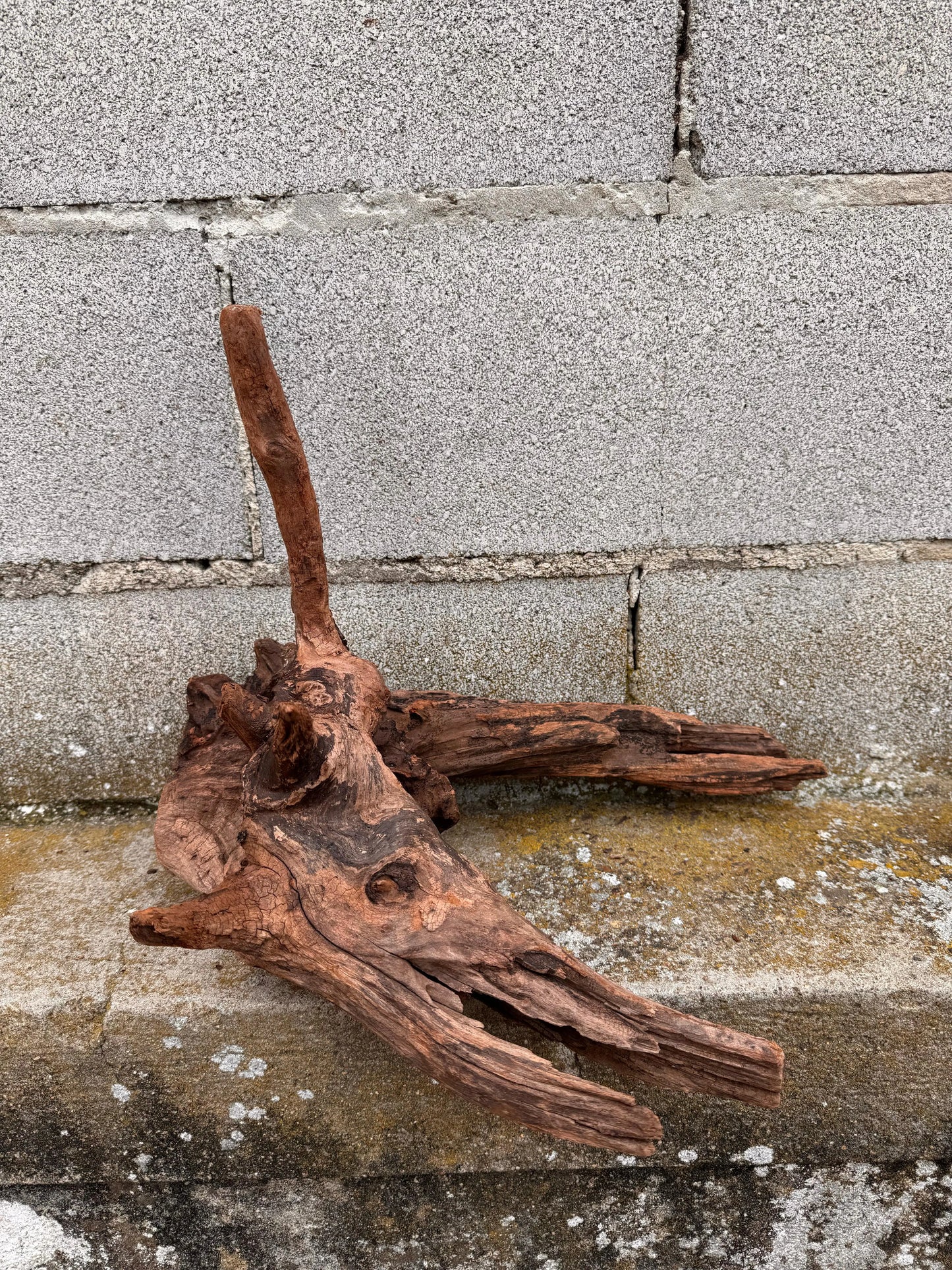 Drift Wood - 36*29*37 - cod.037 AQPET