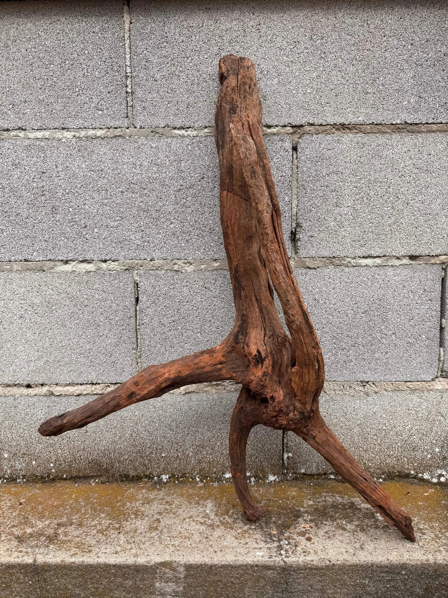 Drift Wood - 75*22*42 - cod.038 AQPET