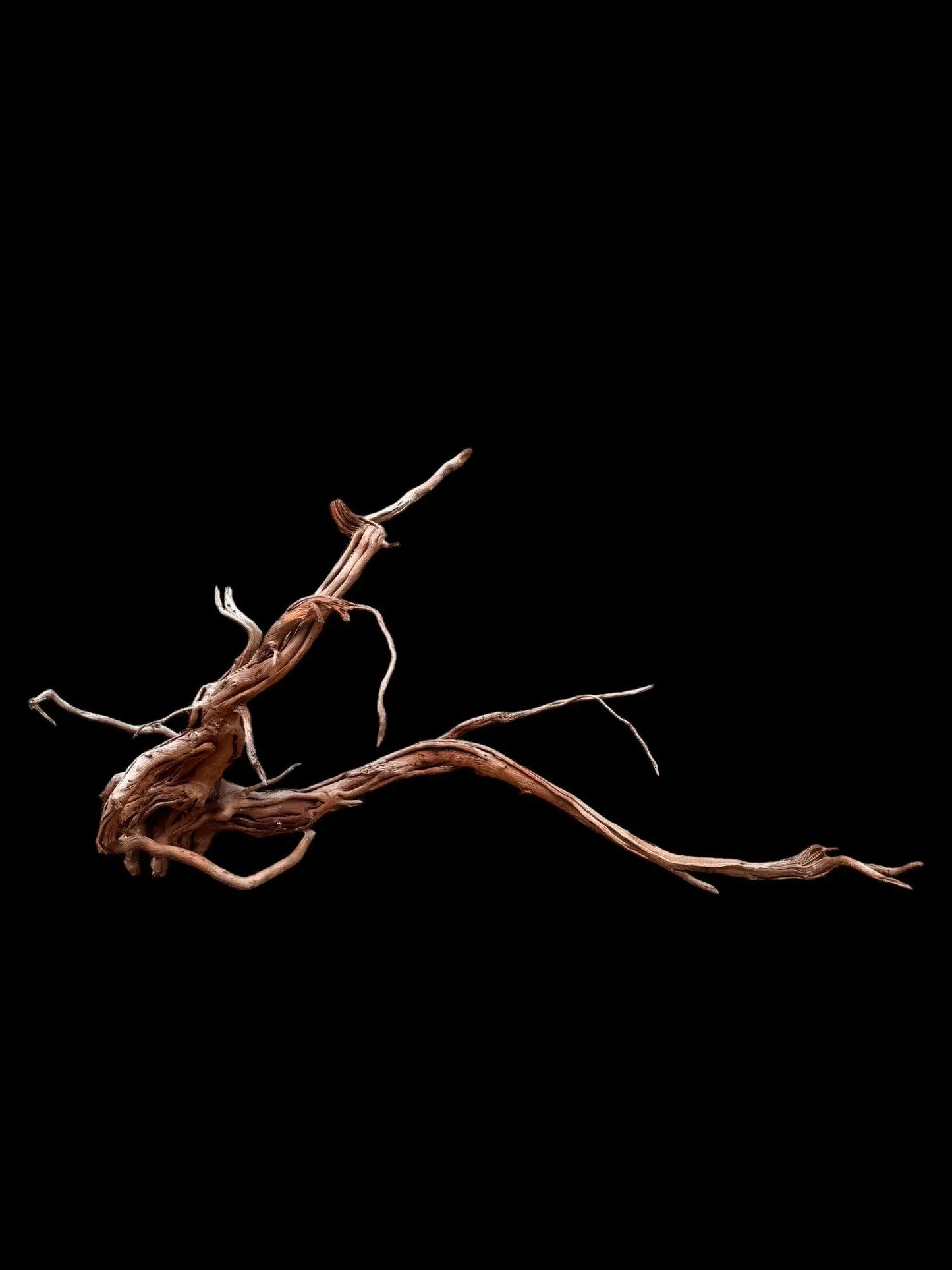 Azalea Roots - 87*27*48 - cod.039 AQPET