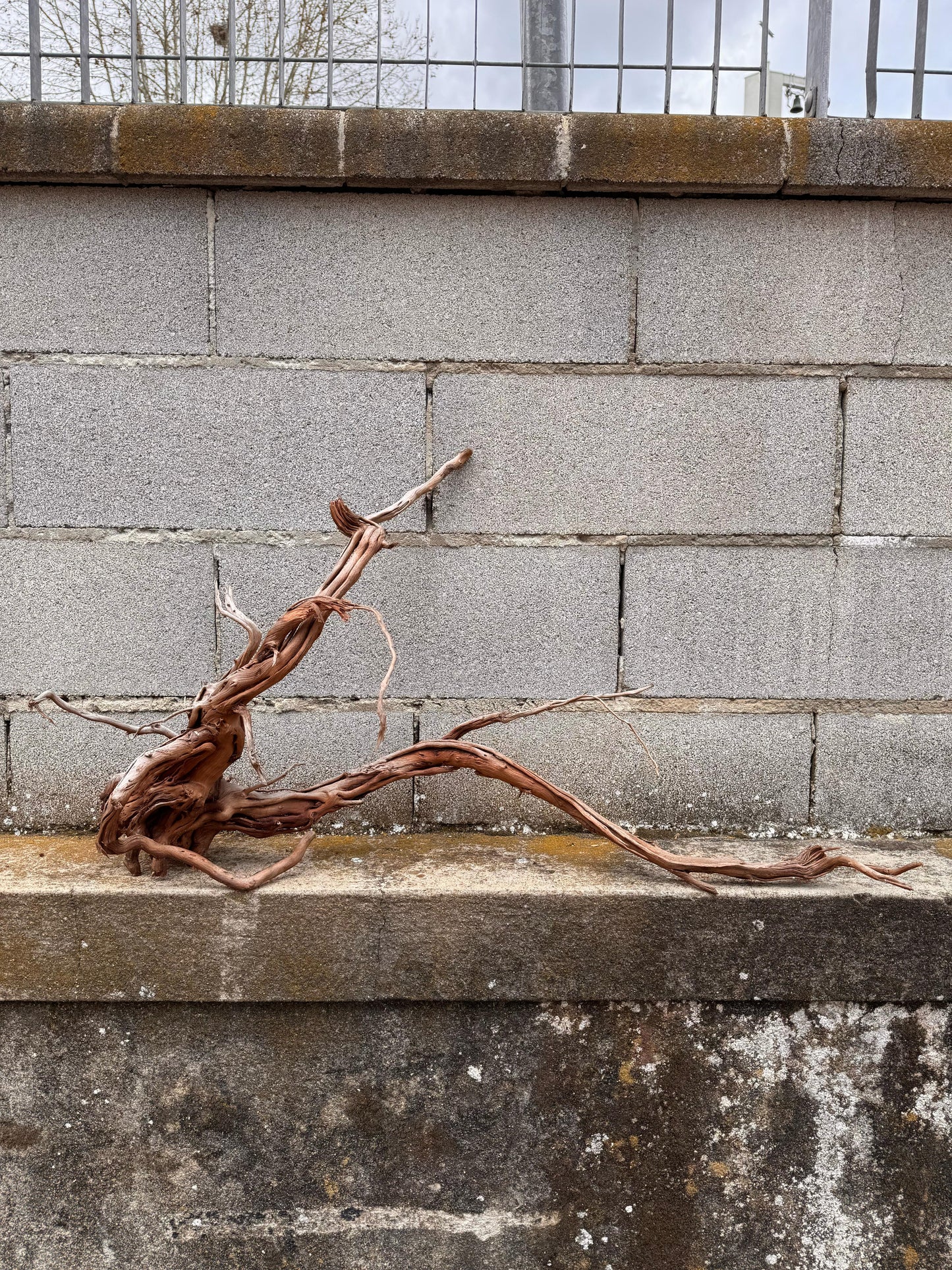 Azalea Roots - 87*27*48 - cod.039 AQPET