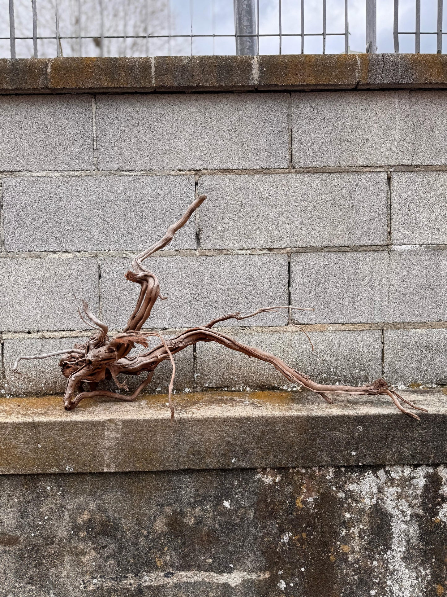 Azalea Roots - 87*27*48 - cod.039 AQPET