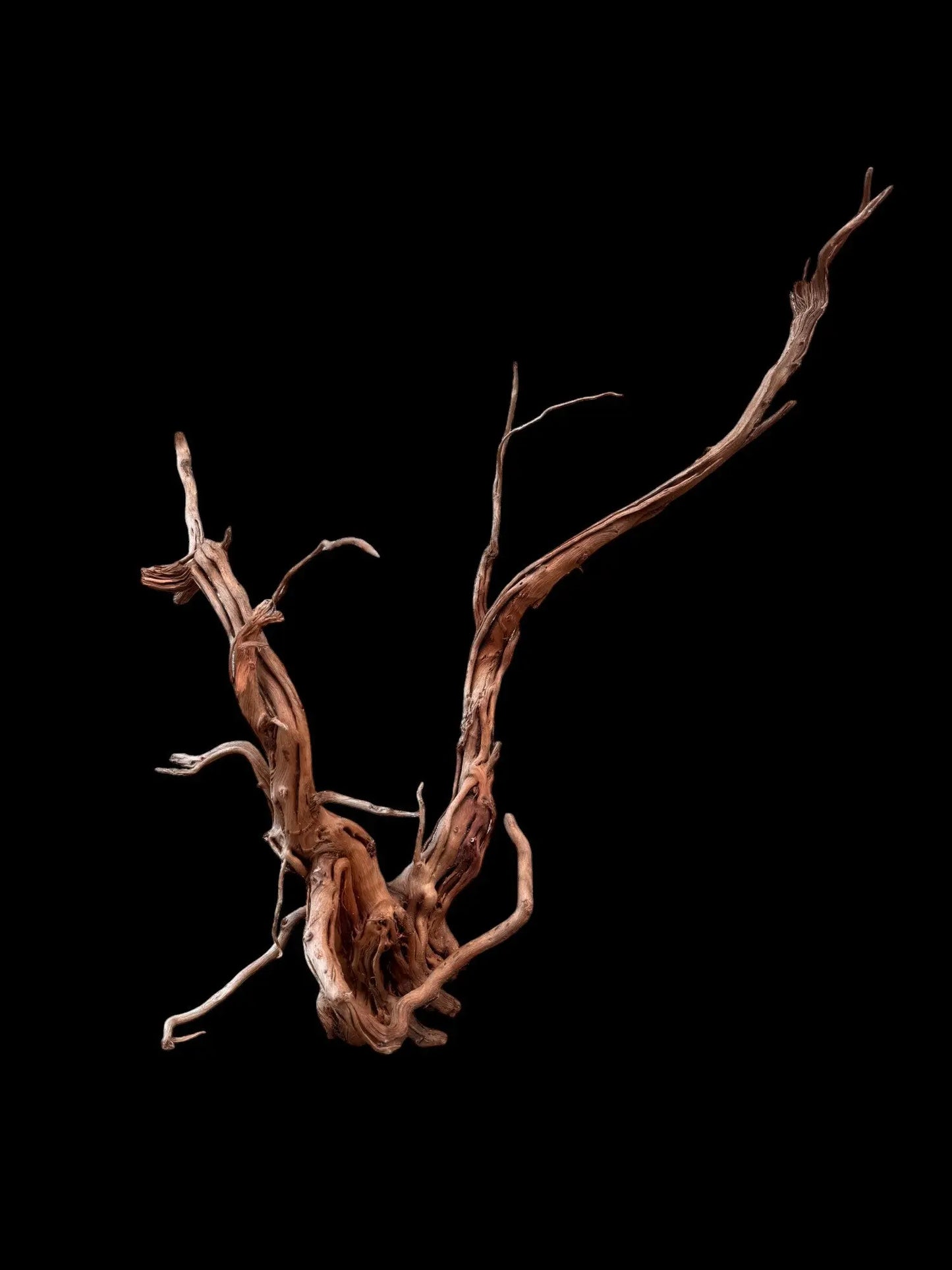 Azalea Roots - 87*27*48 - cod.039 AQPET