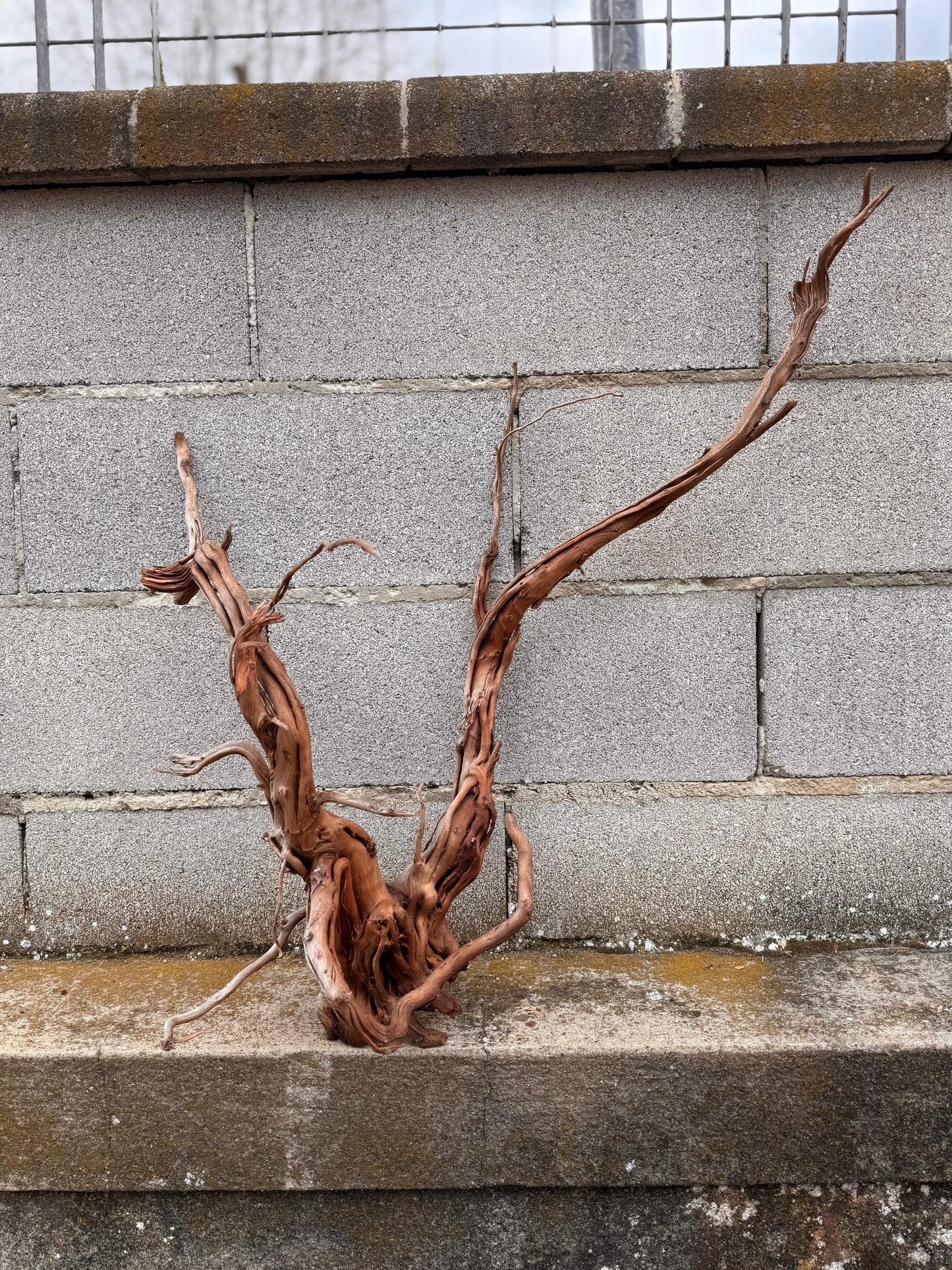 Azalea Roots - 50*36*68 - cod.040 AQPET