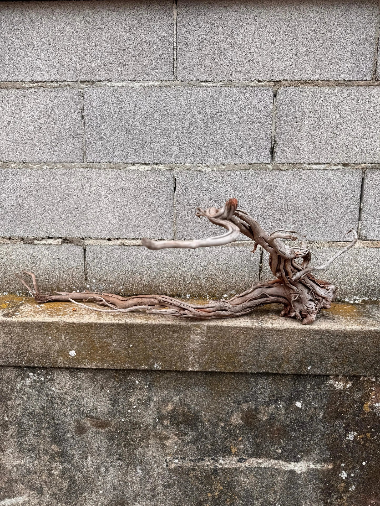 Azalea Roots - 50*36*68 - cod.040 AQPET