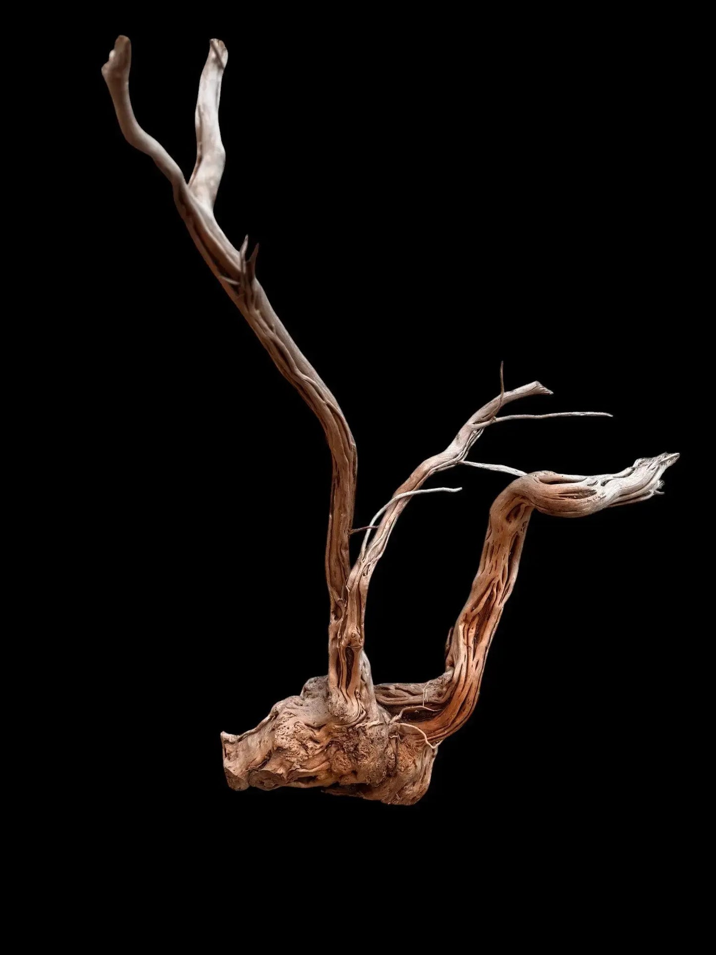 Azalea Roots - 50*36*68 - cod.040 AQPET