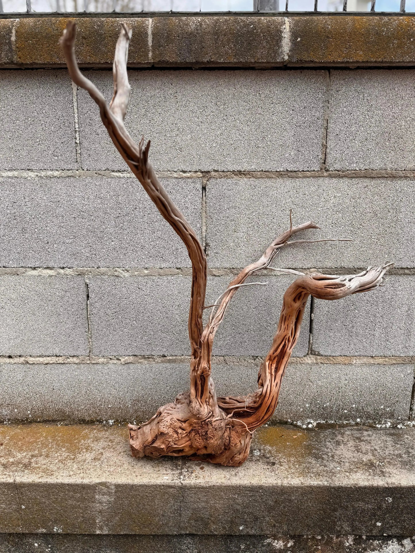 Azalea Roots - 50*36*68 - cod.040 AQPET