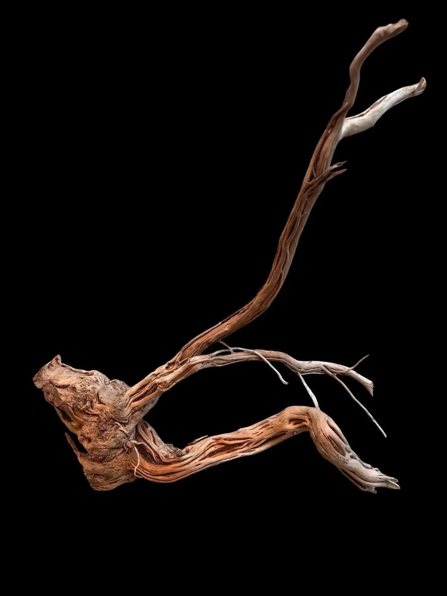 Azalea Roots - 50*36*68 - cod.040 AQPET
