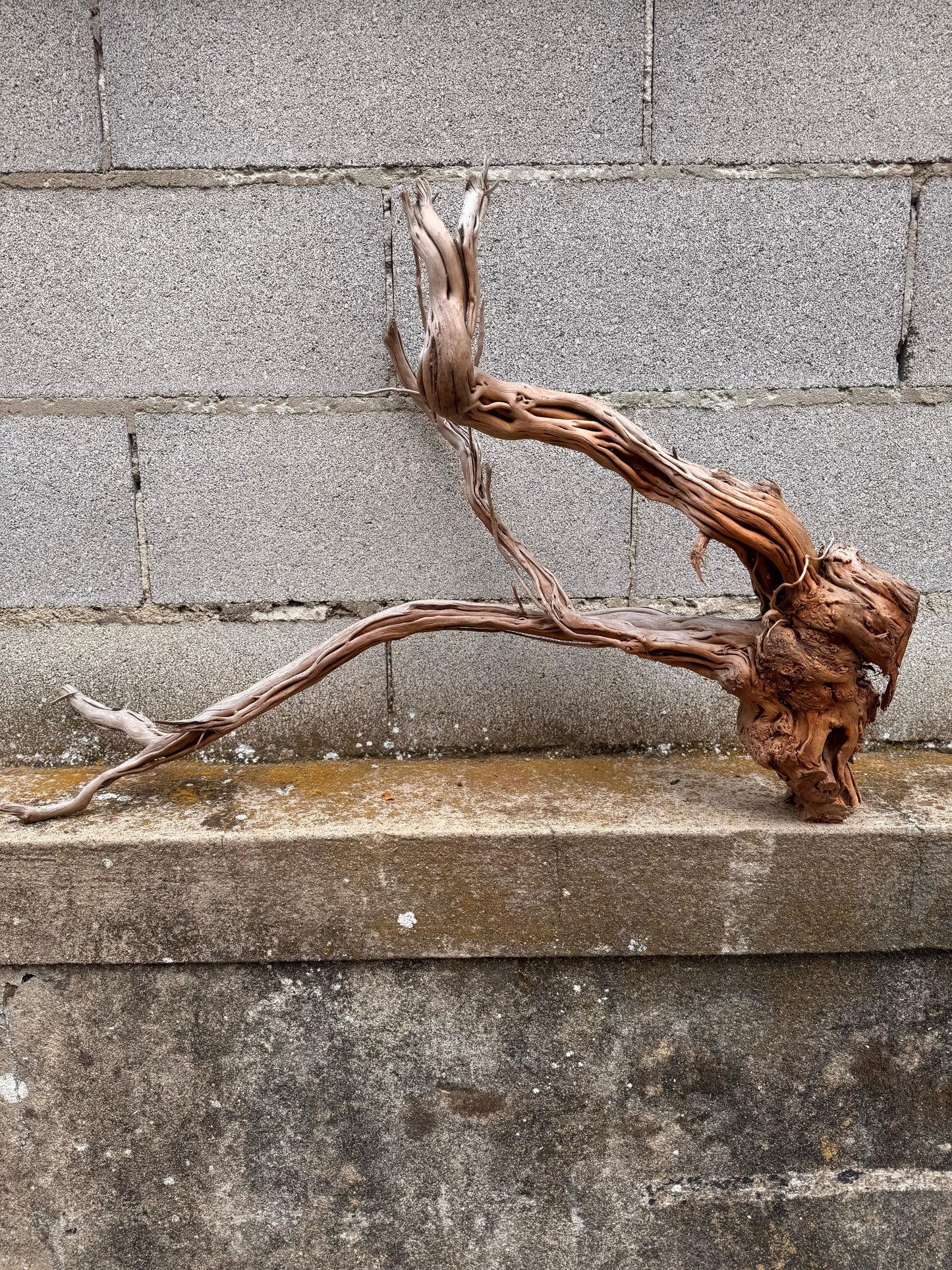 Azalea Roots - 50*36*68 - cod.040 AQPET