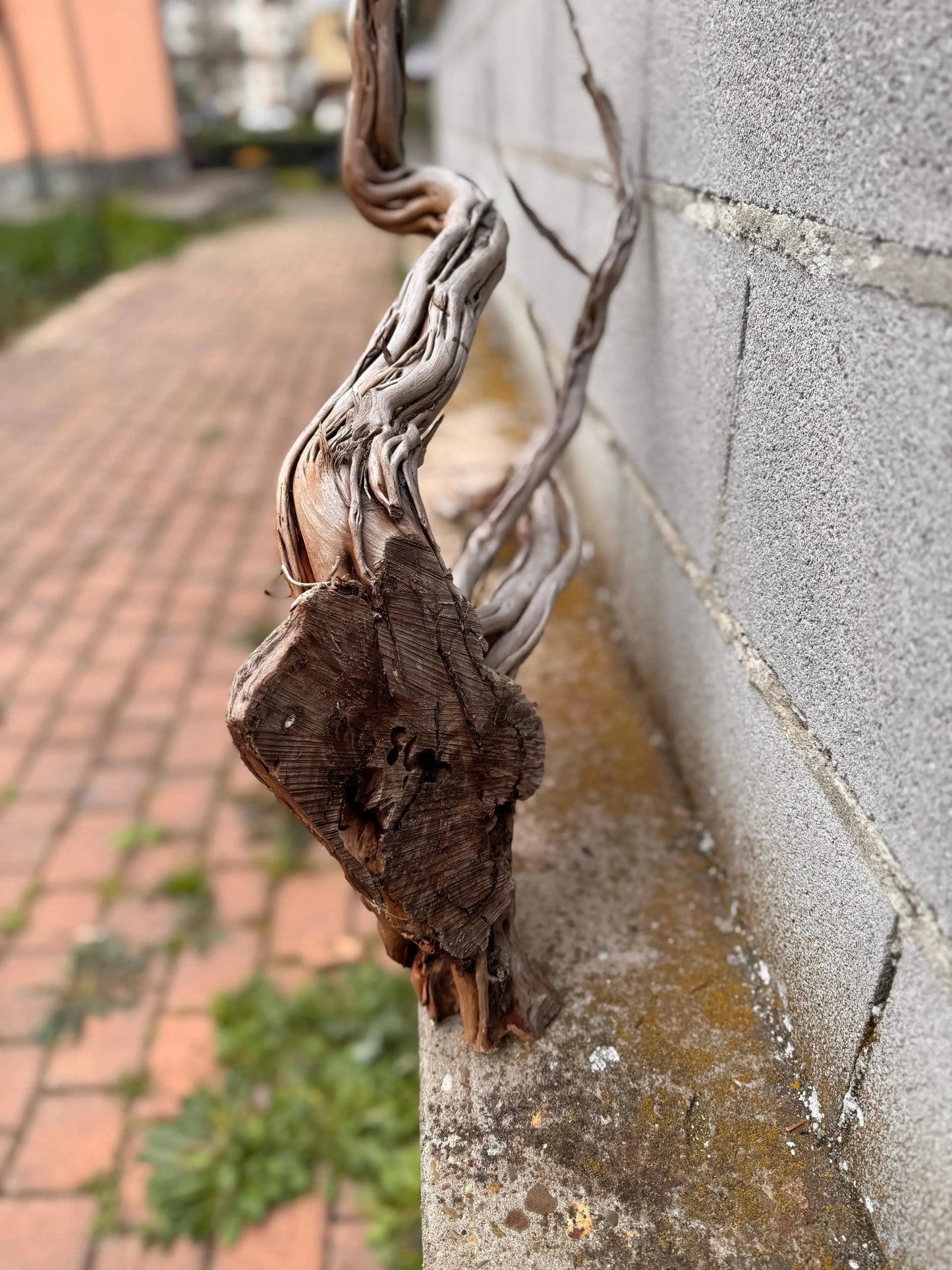 Azalea Roots - 50*36*68 - cod.040 AQPET