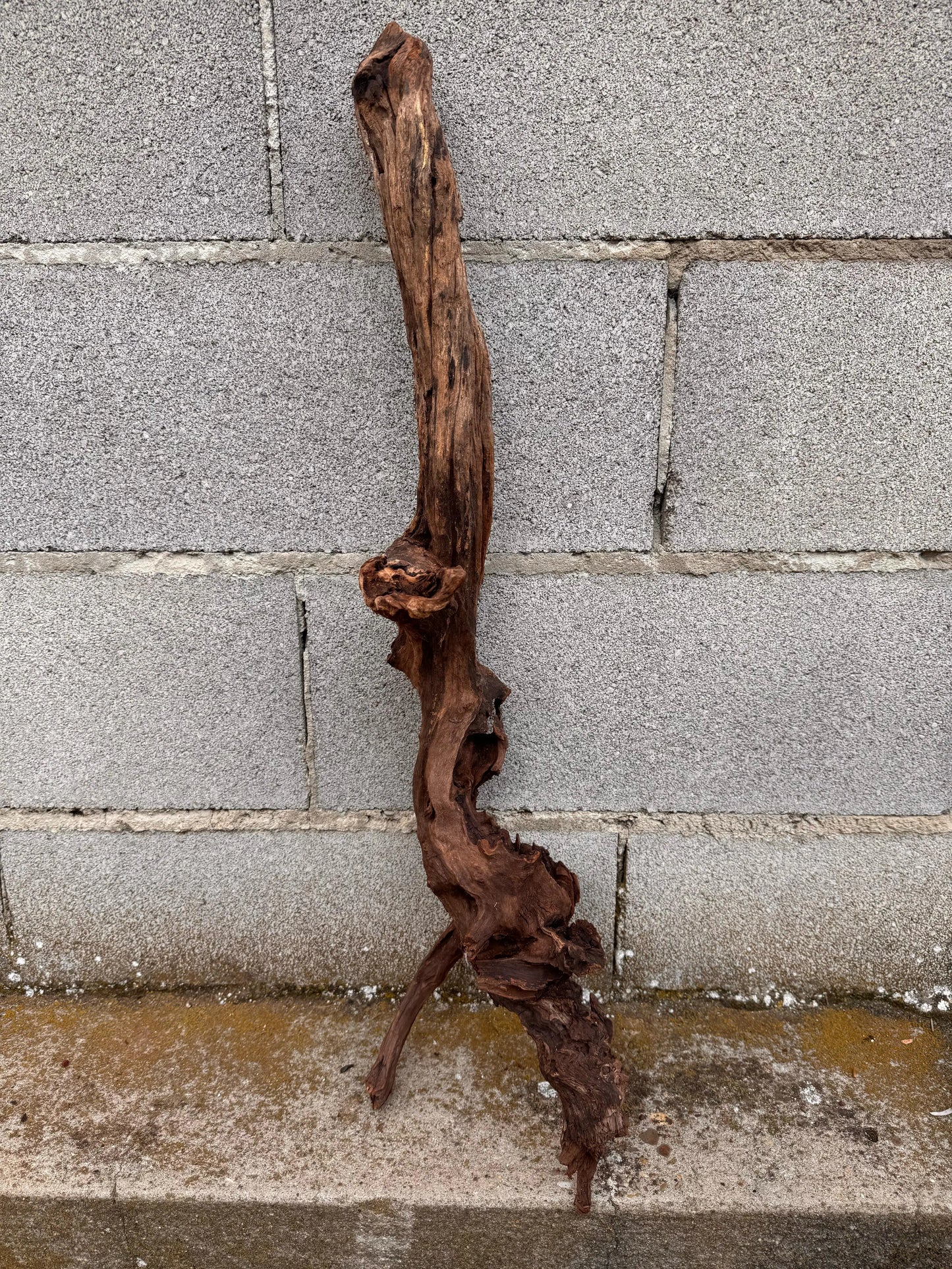 Drift Wood - 74*18*19 - cod.041 AQPET