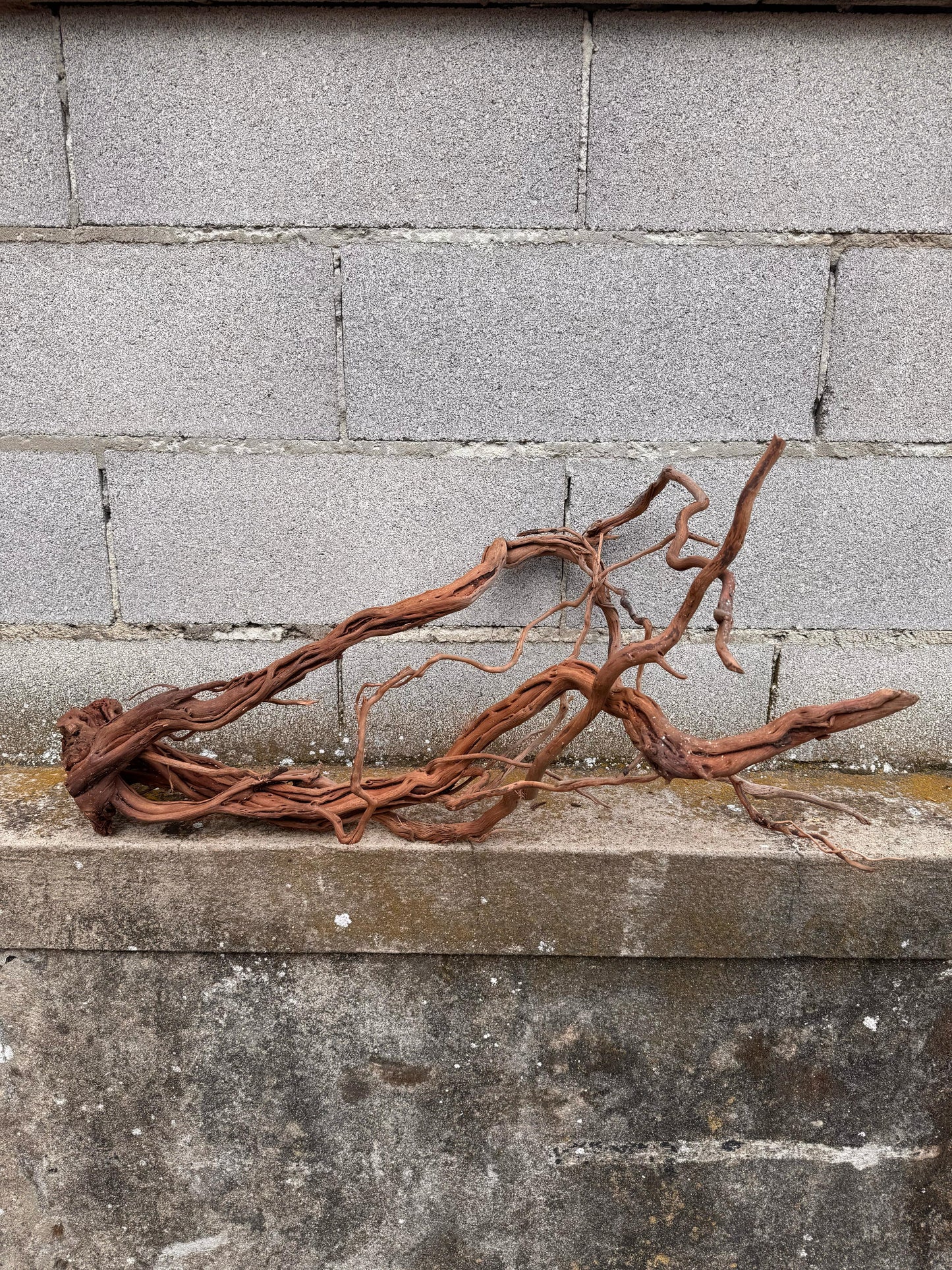 Azalea Roots - 84*30*36 - cod.042 AQPET