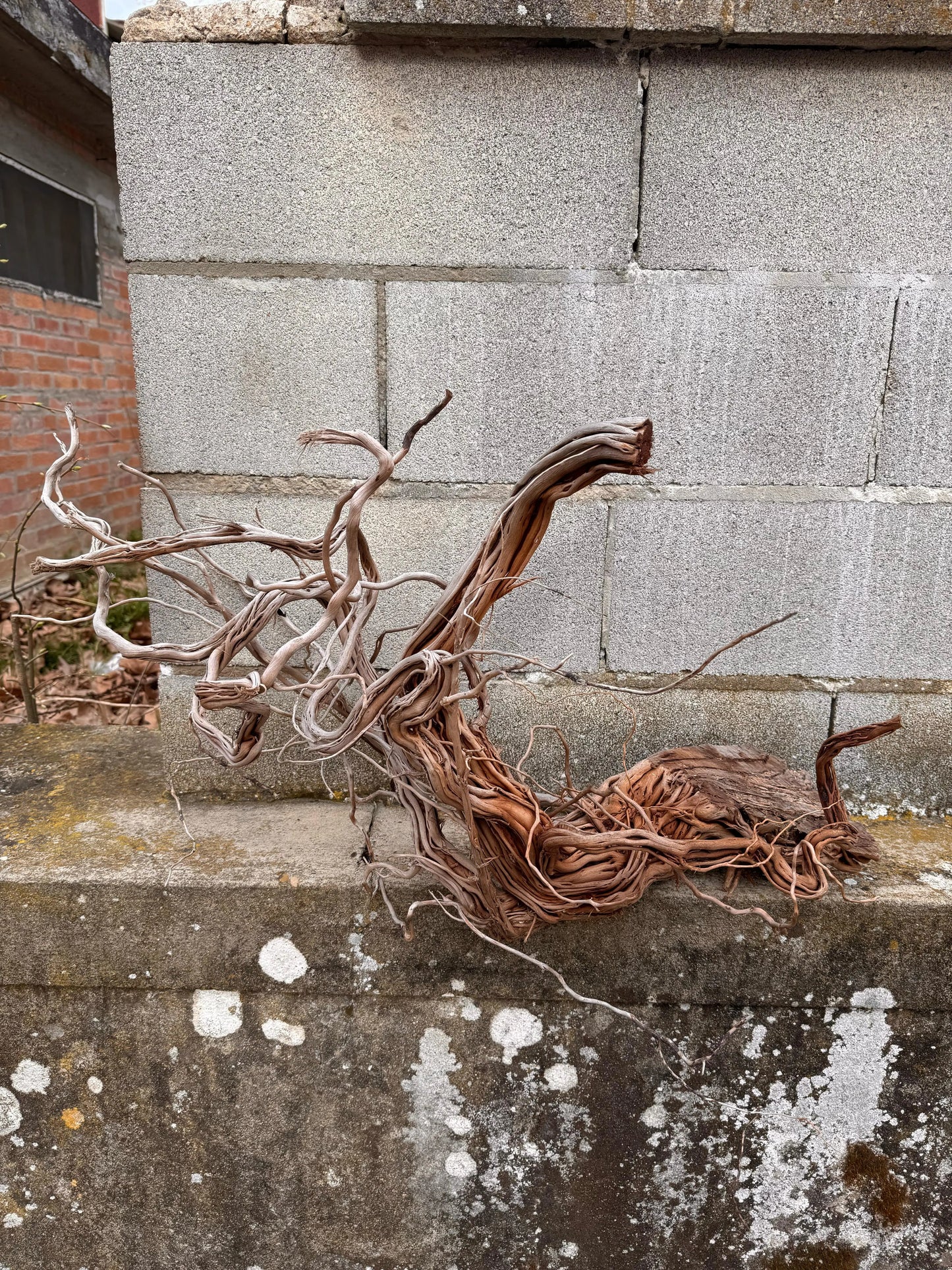 Azalea Roots - 83*36*65 - cod.043 AQPET