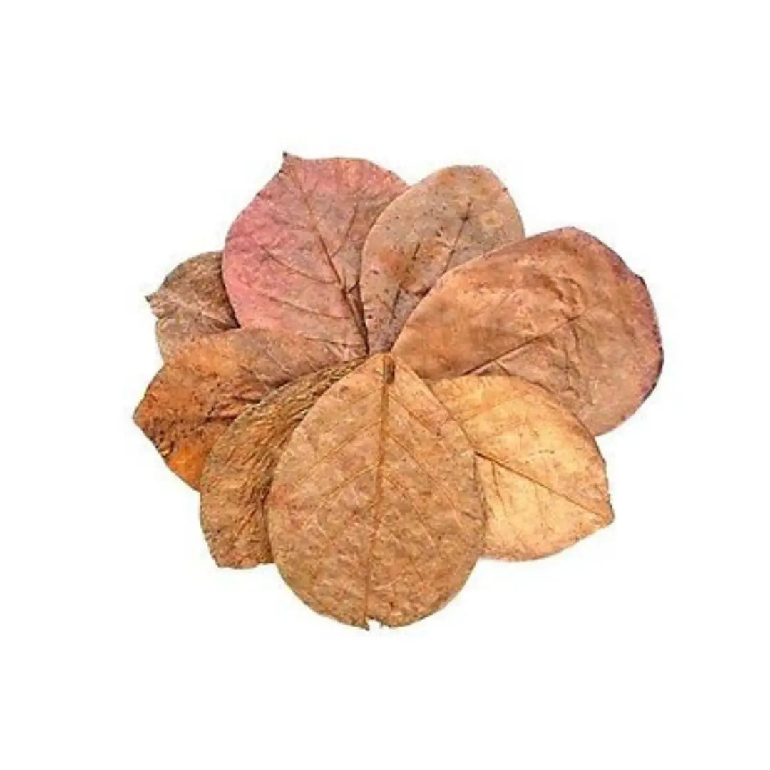 WHIMAR – Catappa S 10-15 cm – 20pz WHIMAR