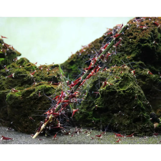 GlasGarten Shrimp Lollies 4in1 Basic Mix GlasGarten