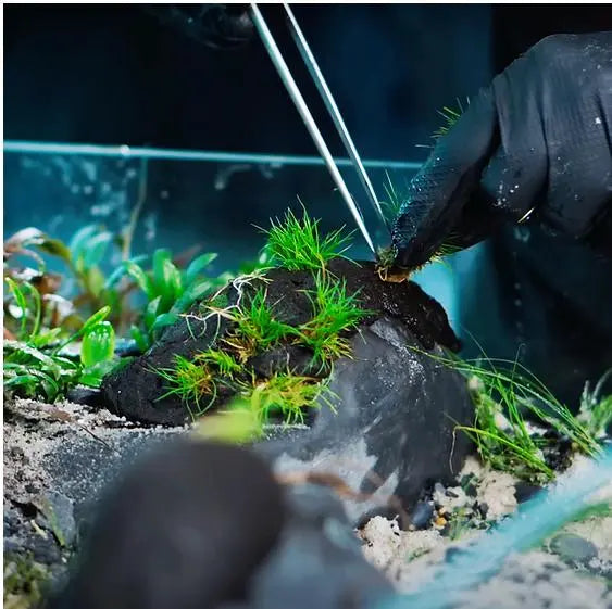 WIO - Sticky Soil WIO