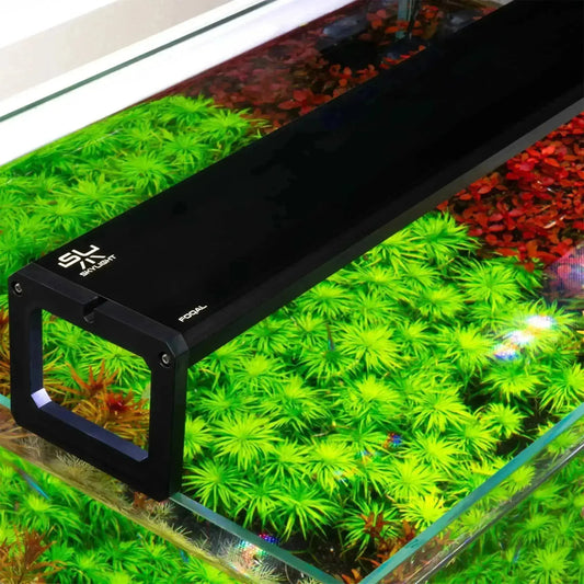 SKYLIGHT - FOQAL FXS.15 Skylight