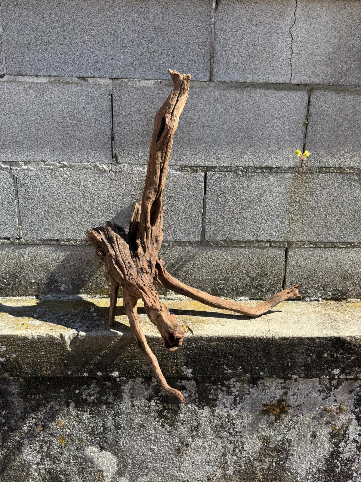 Drift Wood - 70*50*45 - cod.070 AQPET