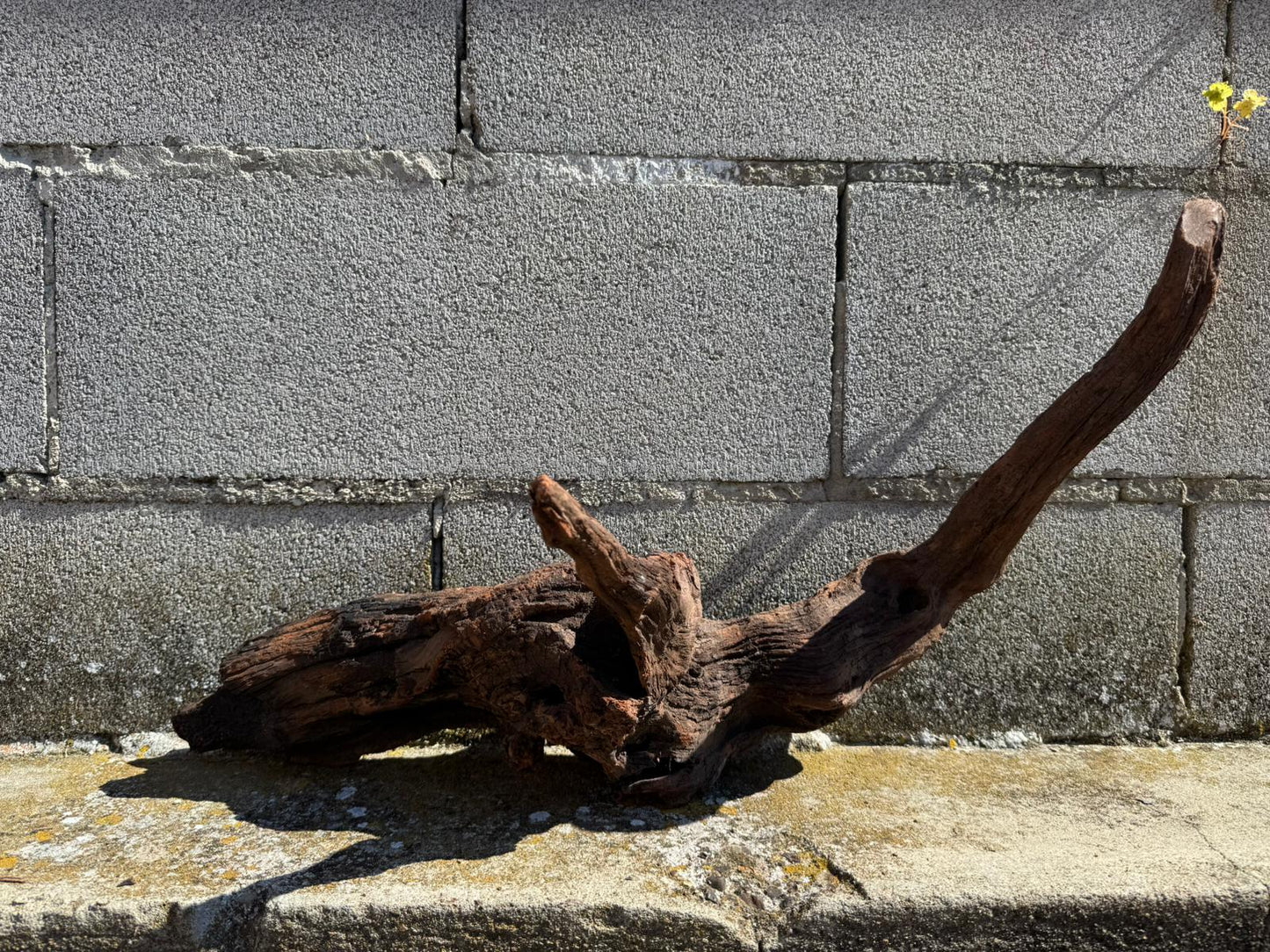 Drift Wood - 66*20*25 - cod.071 AQPET