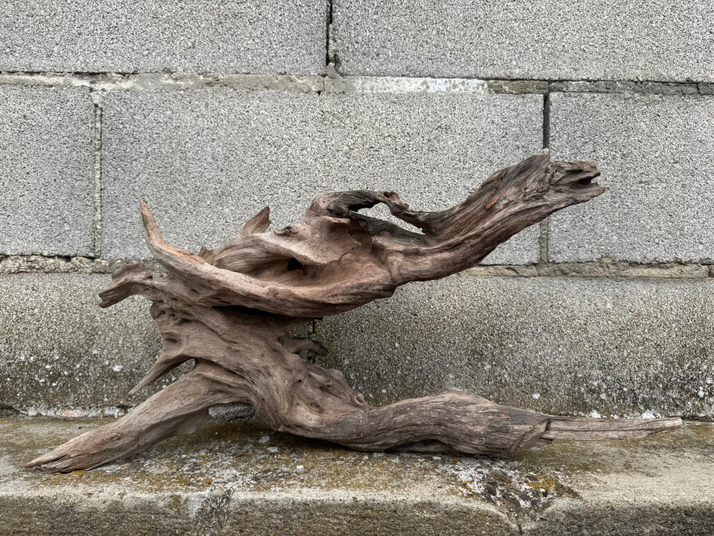 Drift Wood - 55*17*26 - cod.076 AQPET
