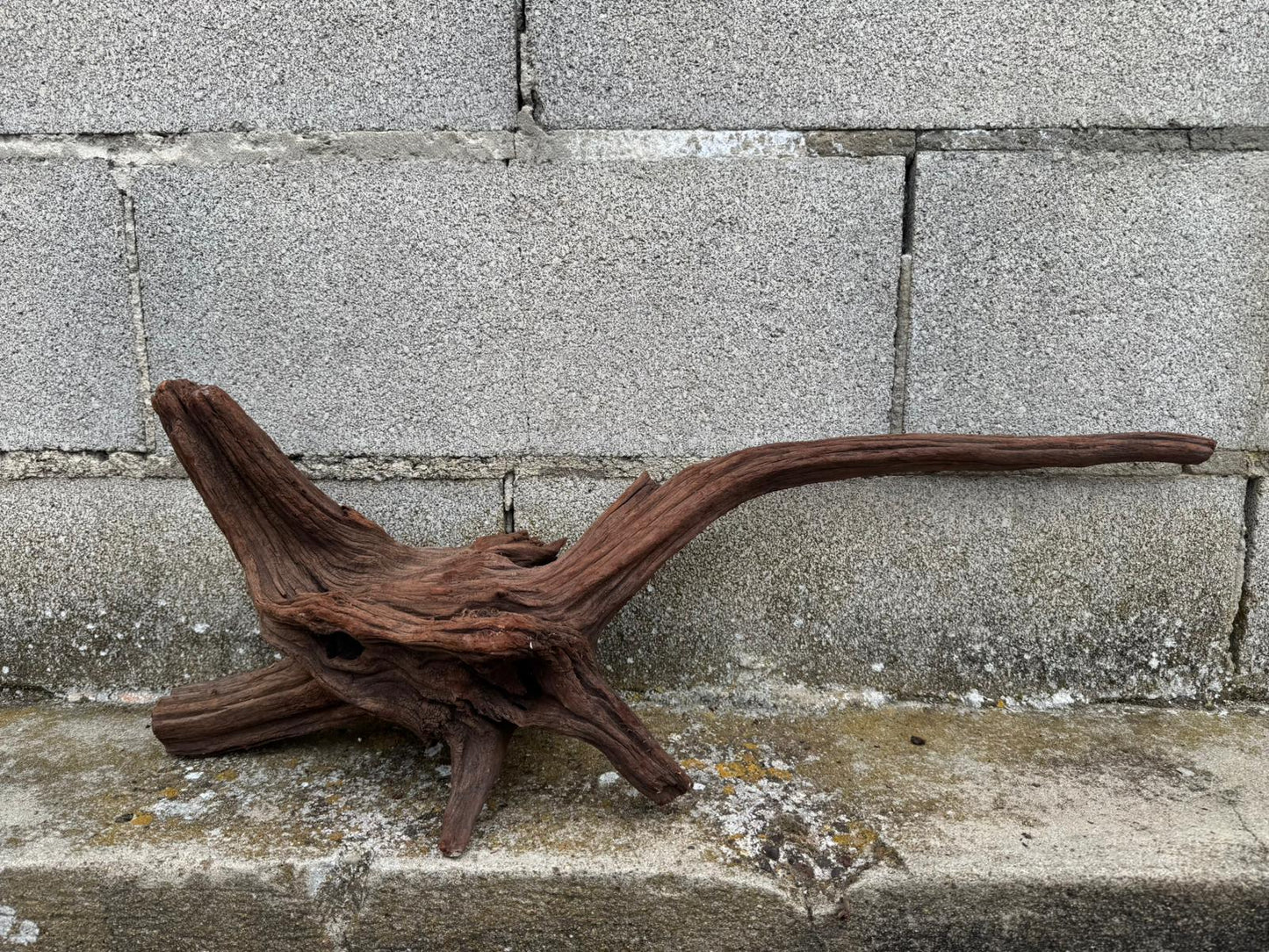 Drift Wood - 67*16*27 - cod.079 AQPET