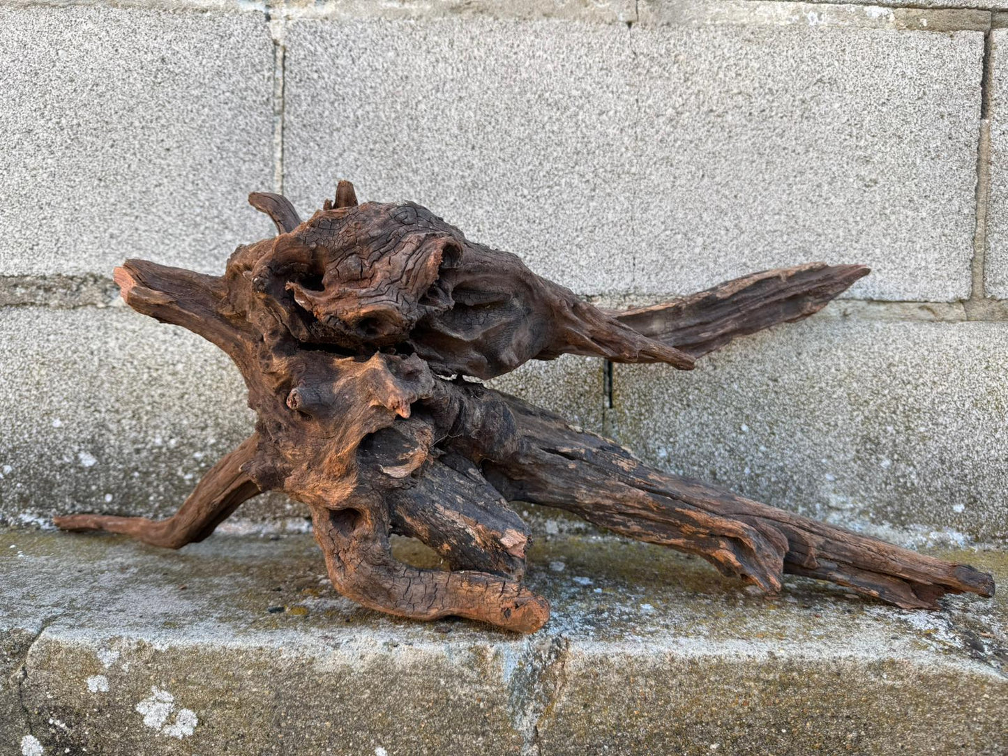 Drift Wood - 59*21*24- cod.087 AQPET