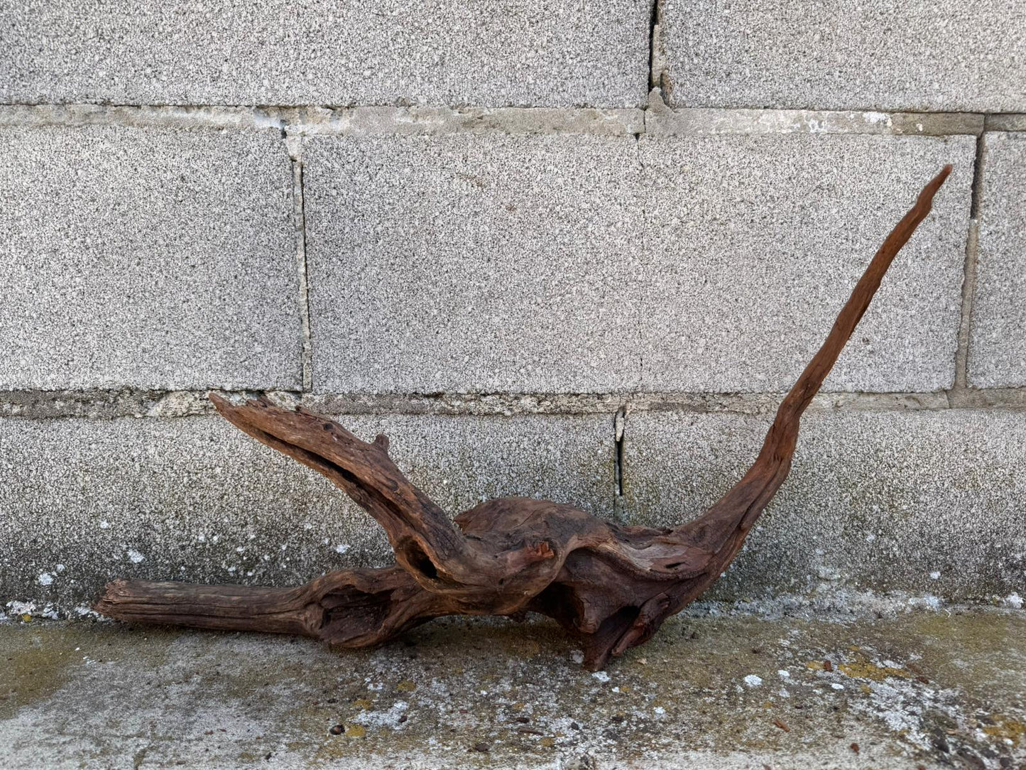 Drift Wood - 55*14*34- cod.094 AQPET