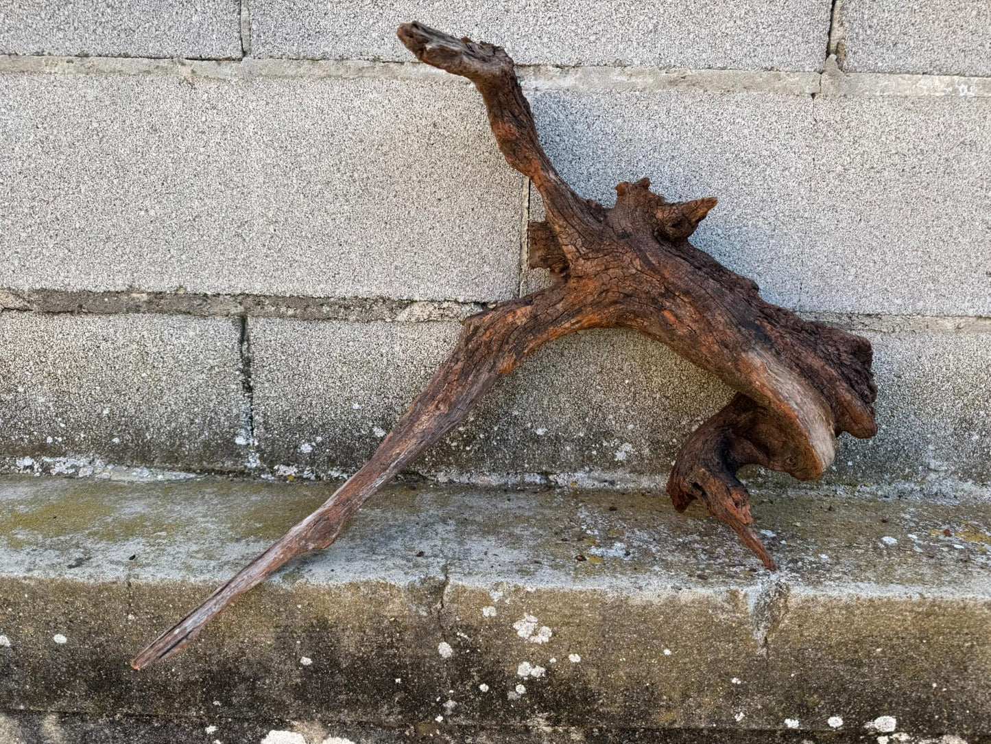 Drift Wood - 46*23*49- cod.090 AQPET