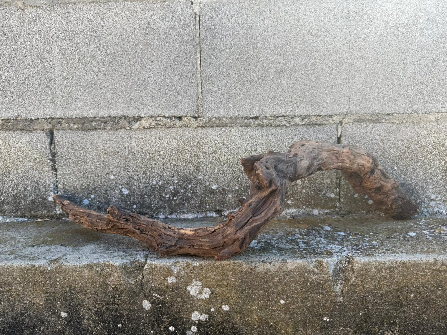 Drift Wood - 63*13*19 - cod.095 AQPET