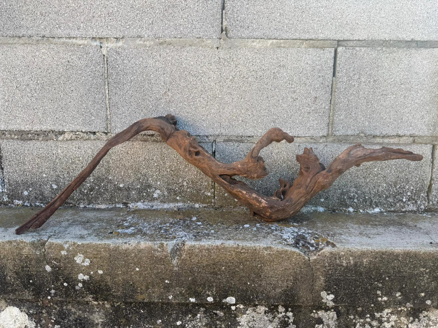 Drift Wood - 75*16*21 - cod.100 AQPET