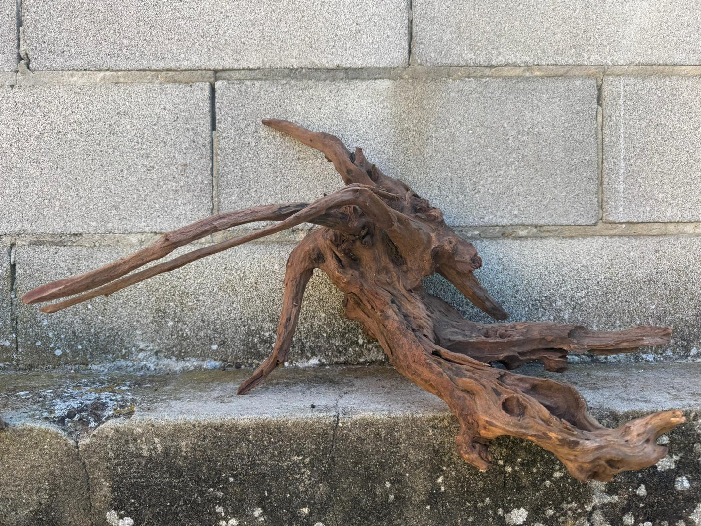 Drift Wood - 49*31*39 - cod.102 AQPET