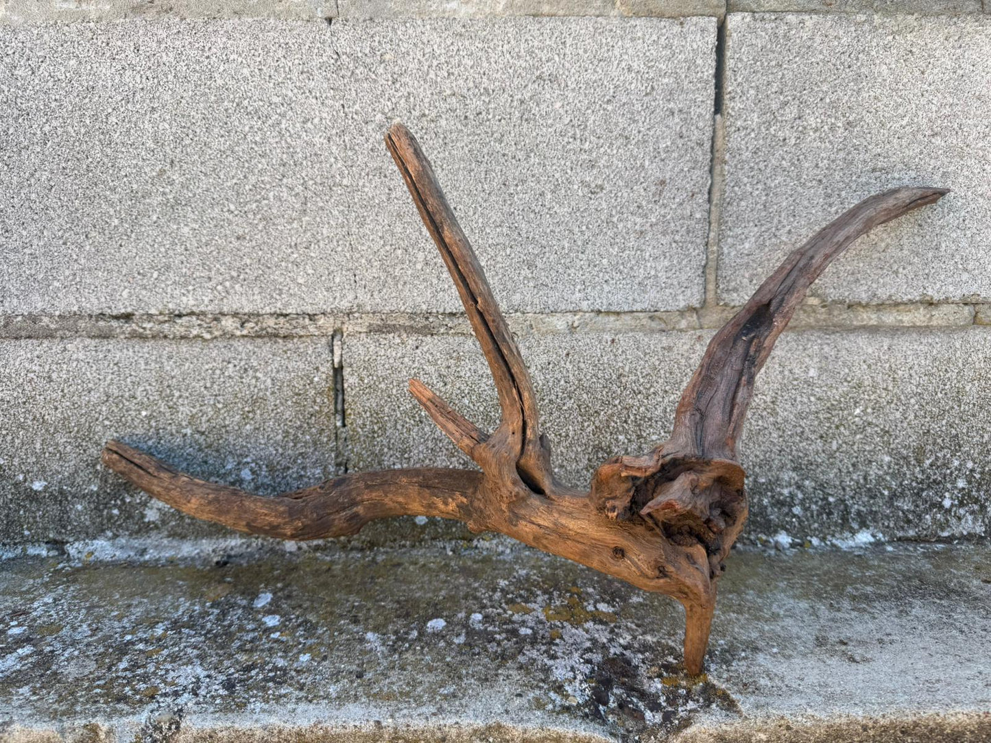 Drift Wood - 61*20*25- cod.103 AQPET