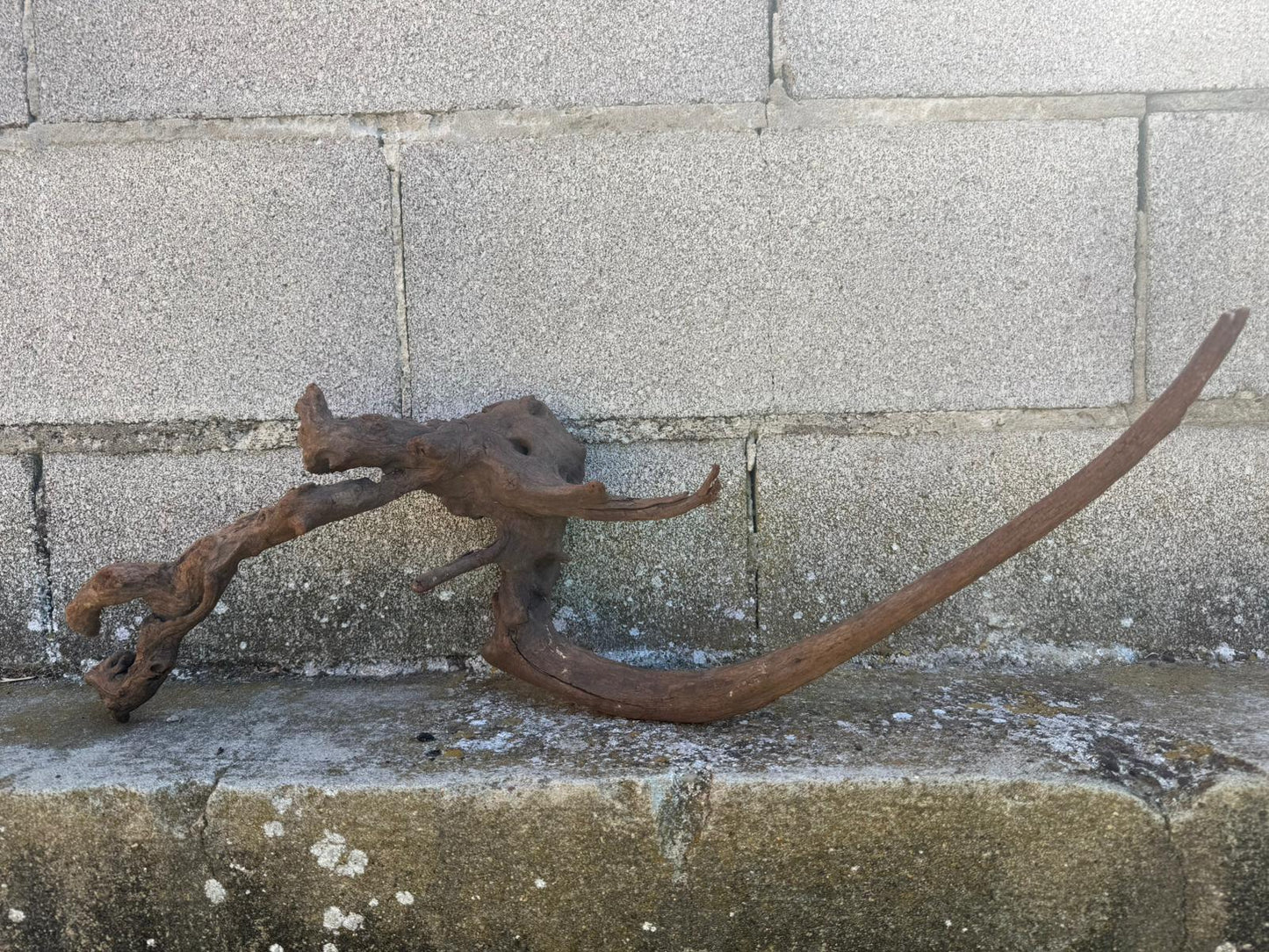 Drift Wood - 64*19*20 - cod.104 AQPET