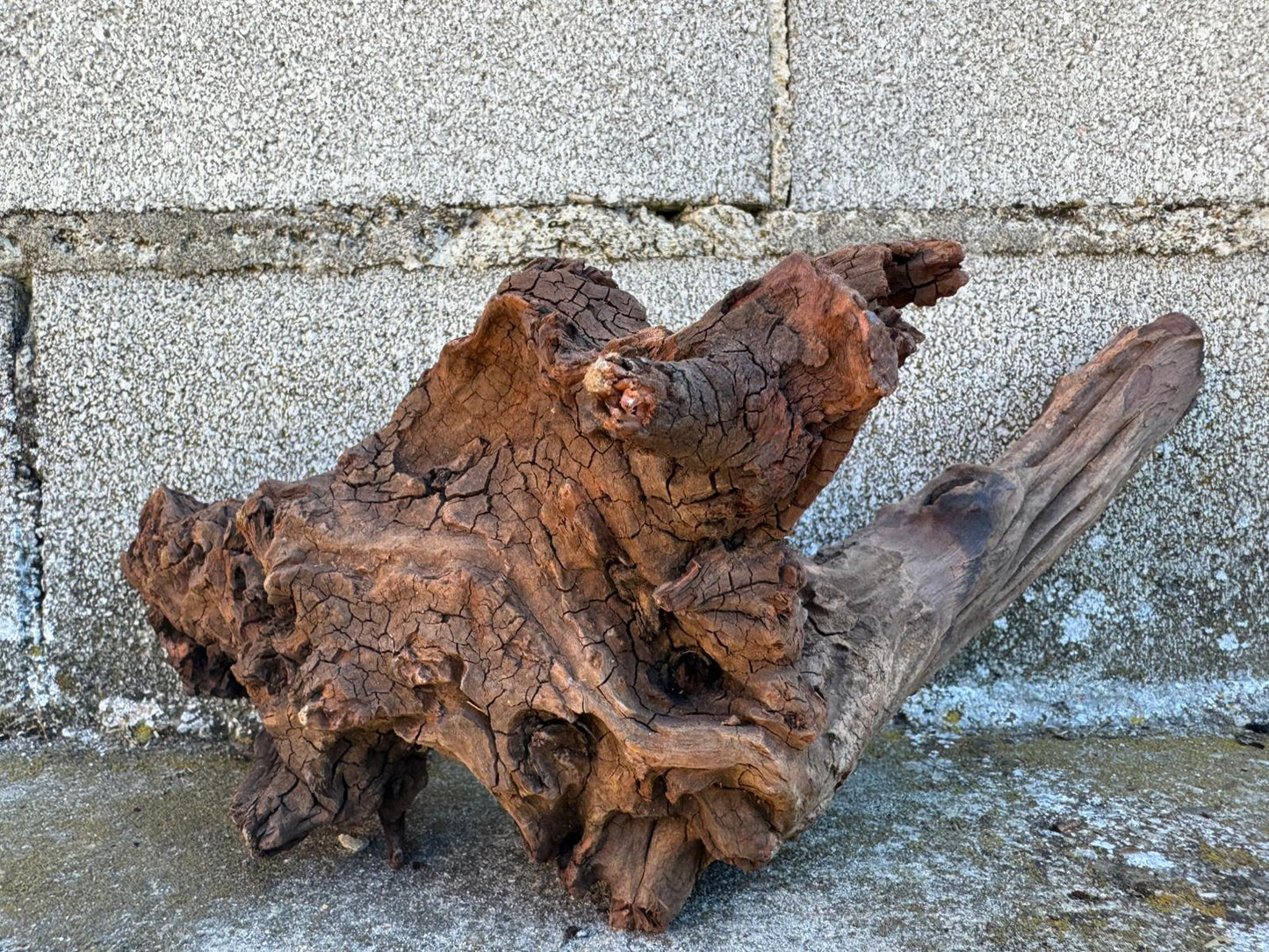 Drift Wood - 27*16*27 - cod.106 AQPET