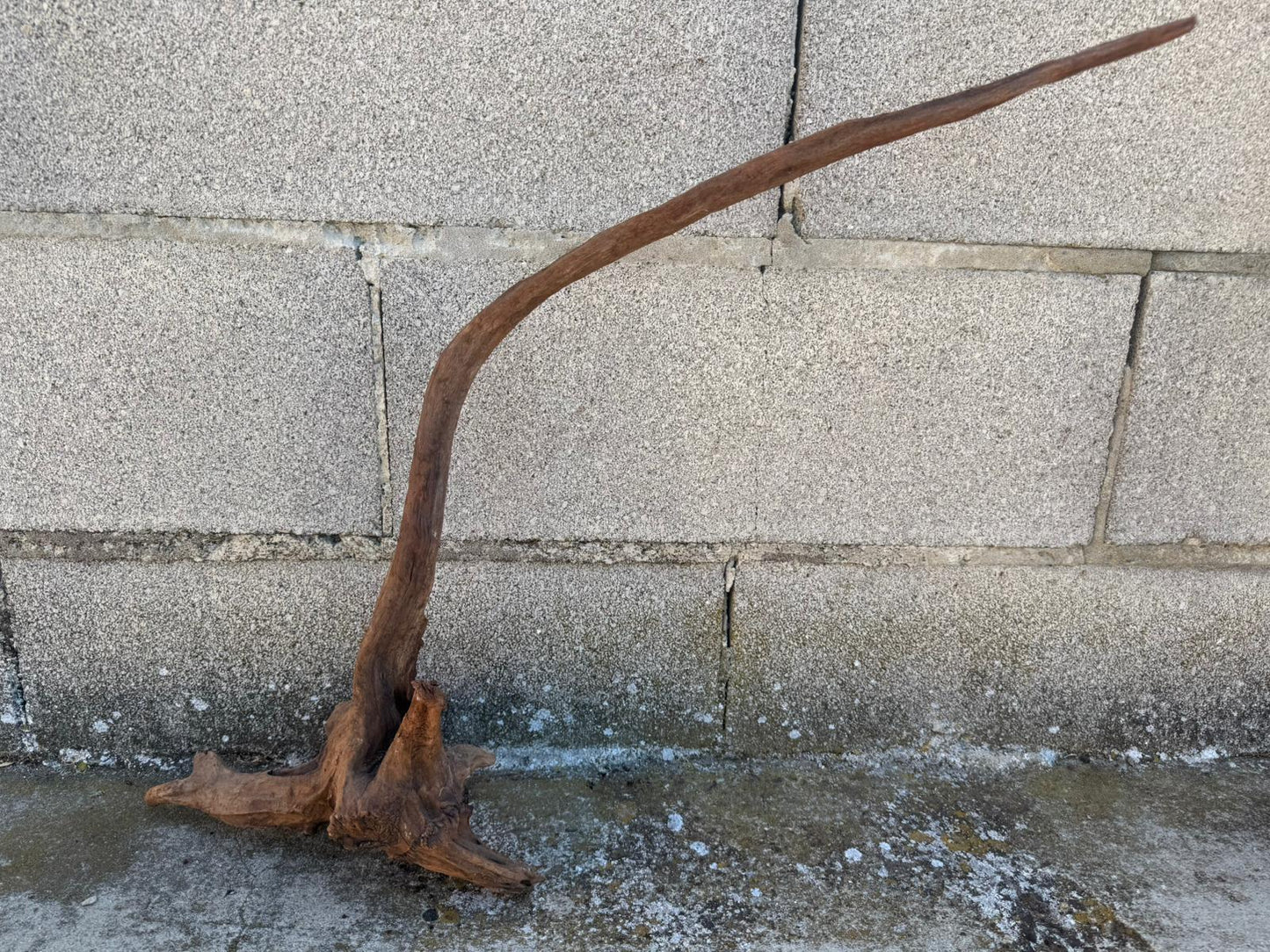 Drift Wood - 58*13*50- cod.107 AQPET