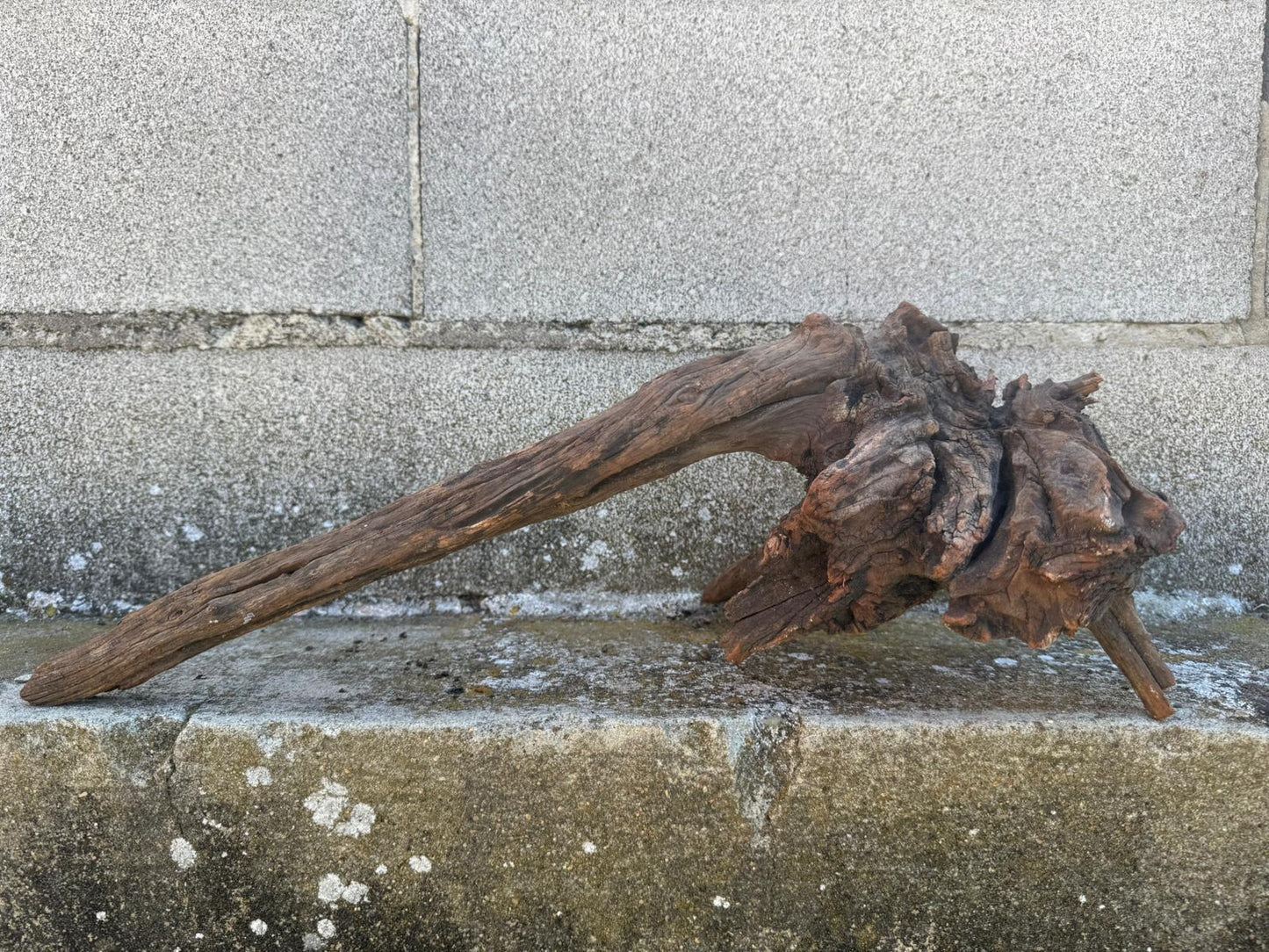 Drift Wood - 48*21*17- cod.108 AQPET