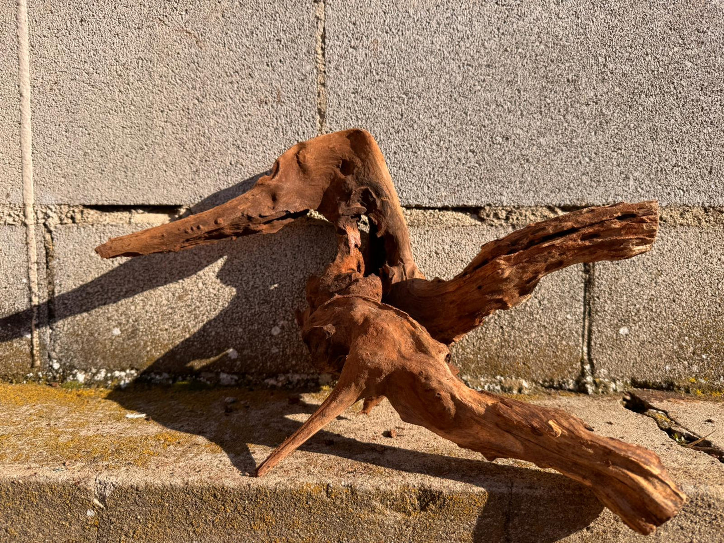 Drift Wood - 42*26*13 - cod.067 AQPET