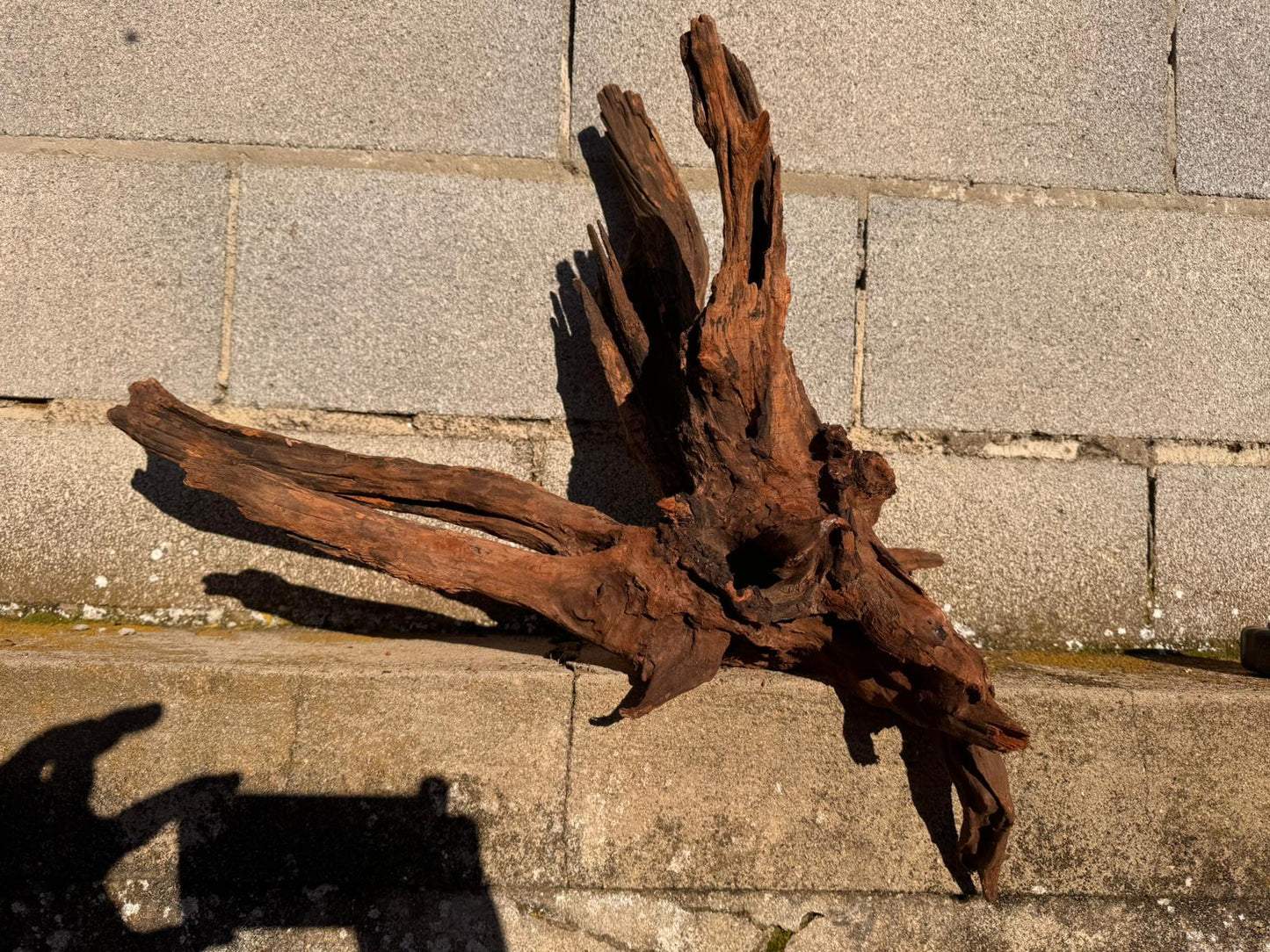 Drift Wood - 58*35*44 - cod.058 AQPET