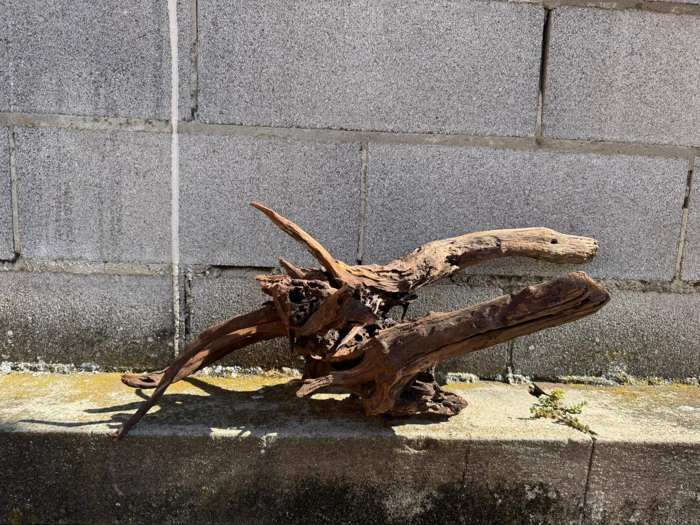 Drift Wood - 66*26*28 - cod.069 AQPET